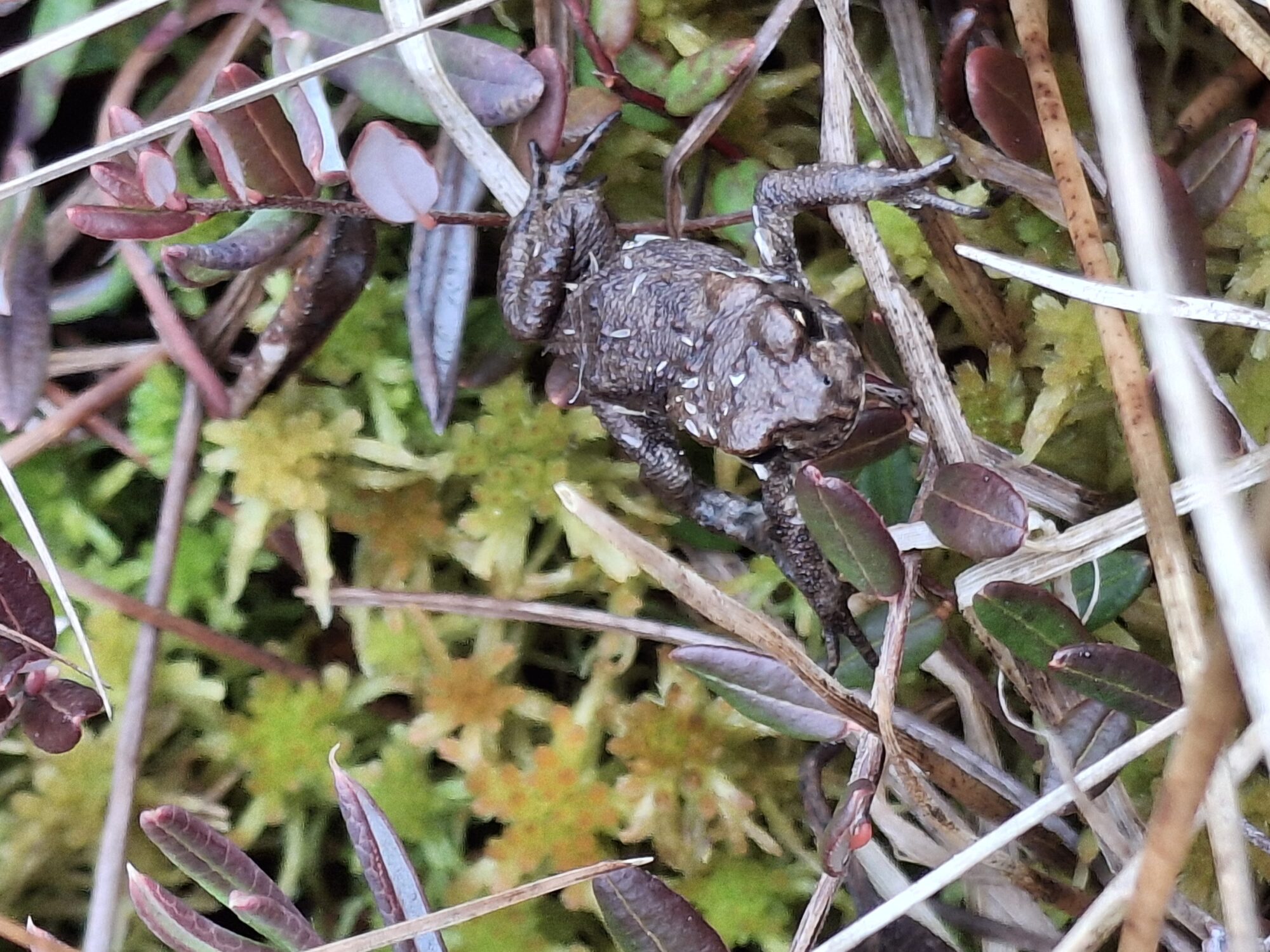 Valokuvaaja: Satu Suuntala