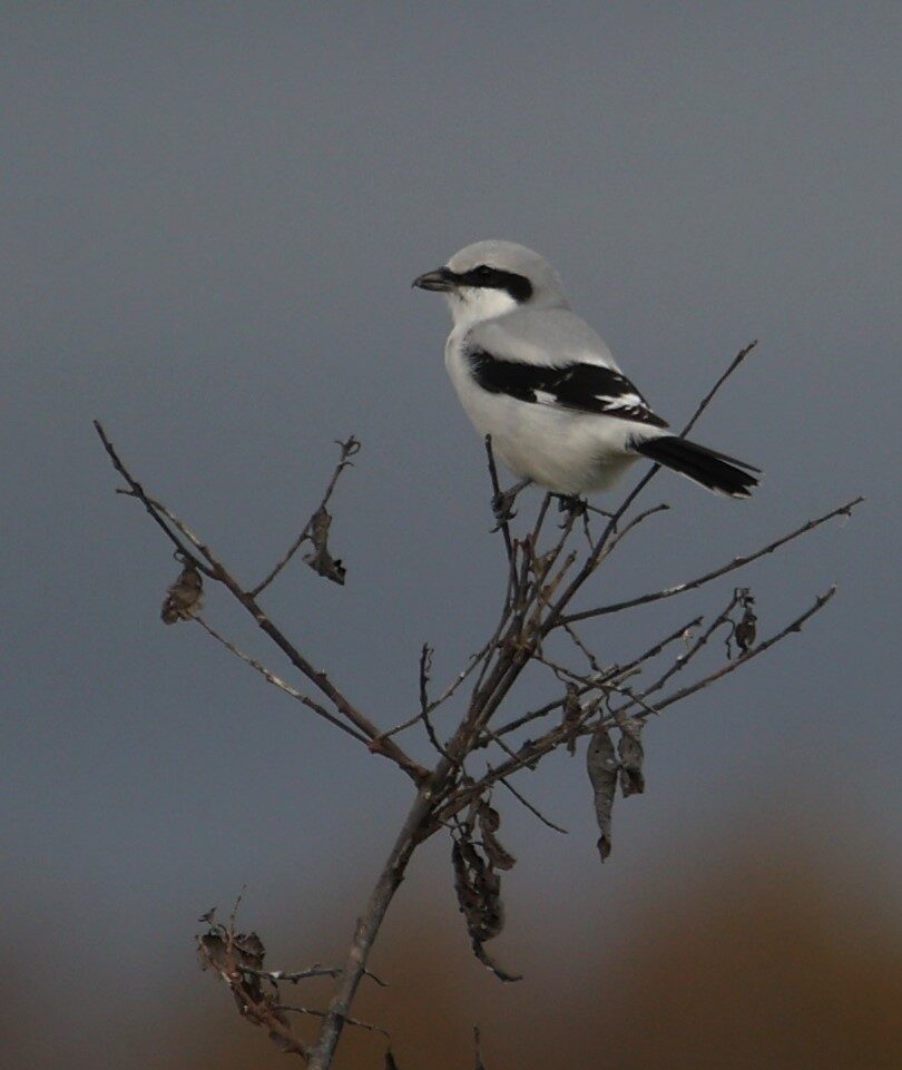 Valokuvaaja: Kaarina Heiskanen