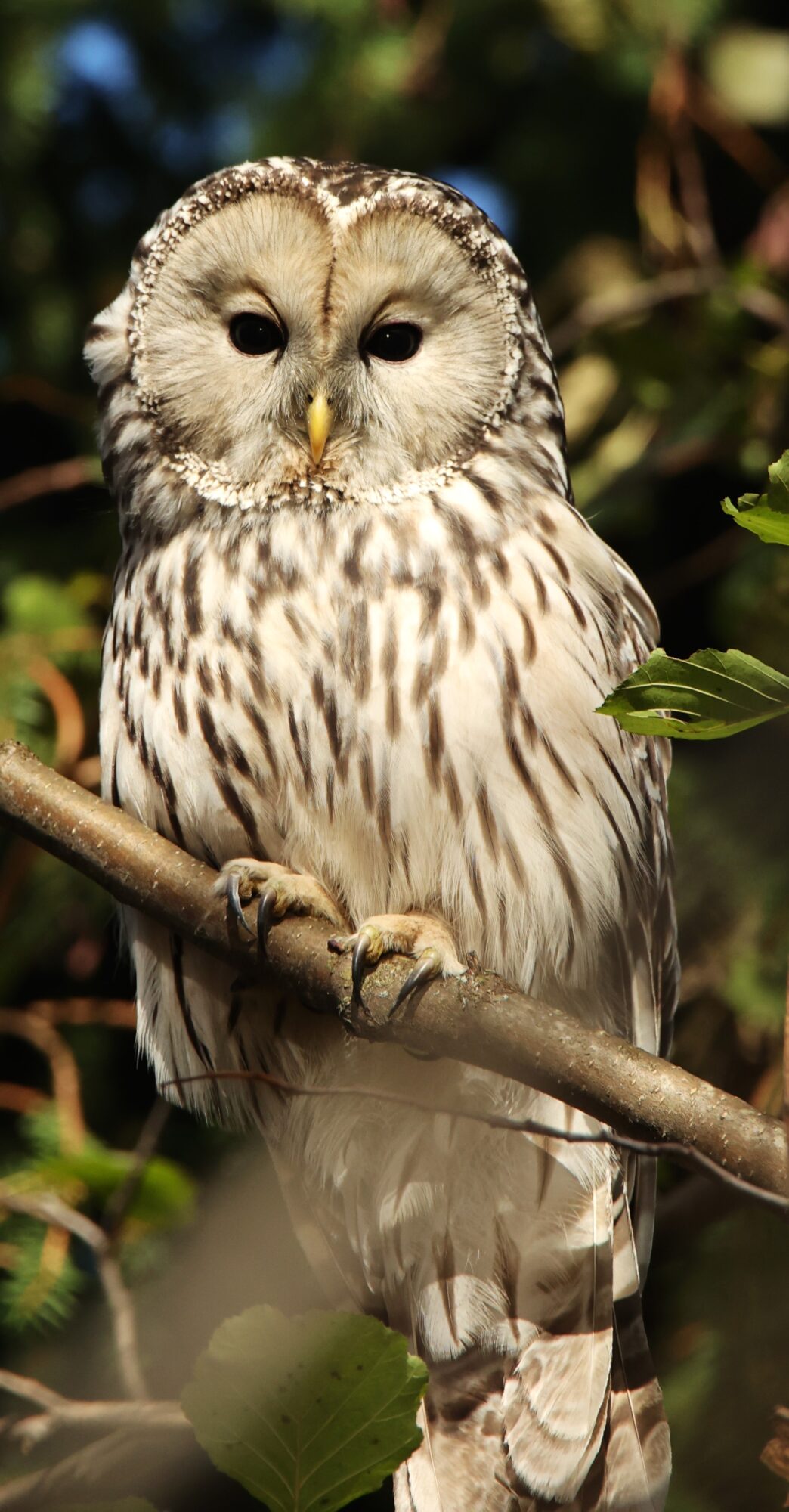 Valokuvaaja: Kaarina Heiskanen