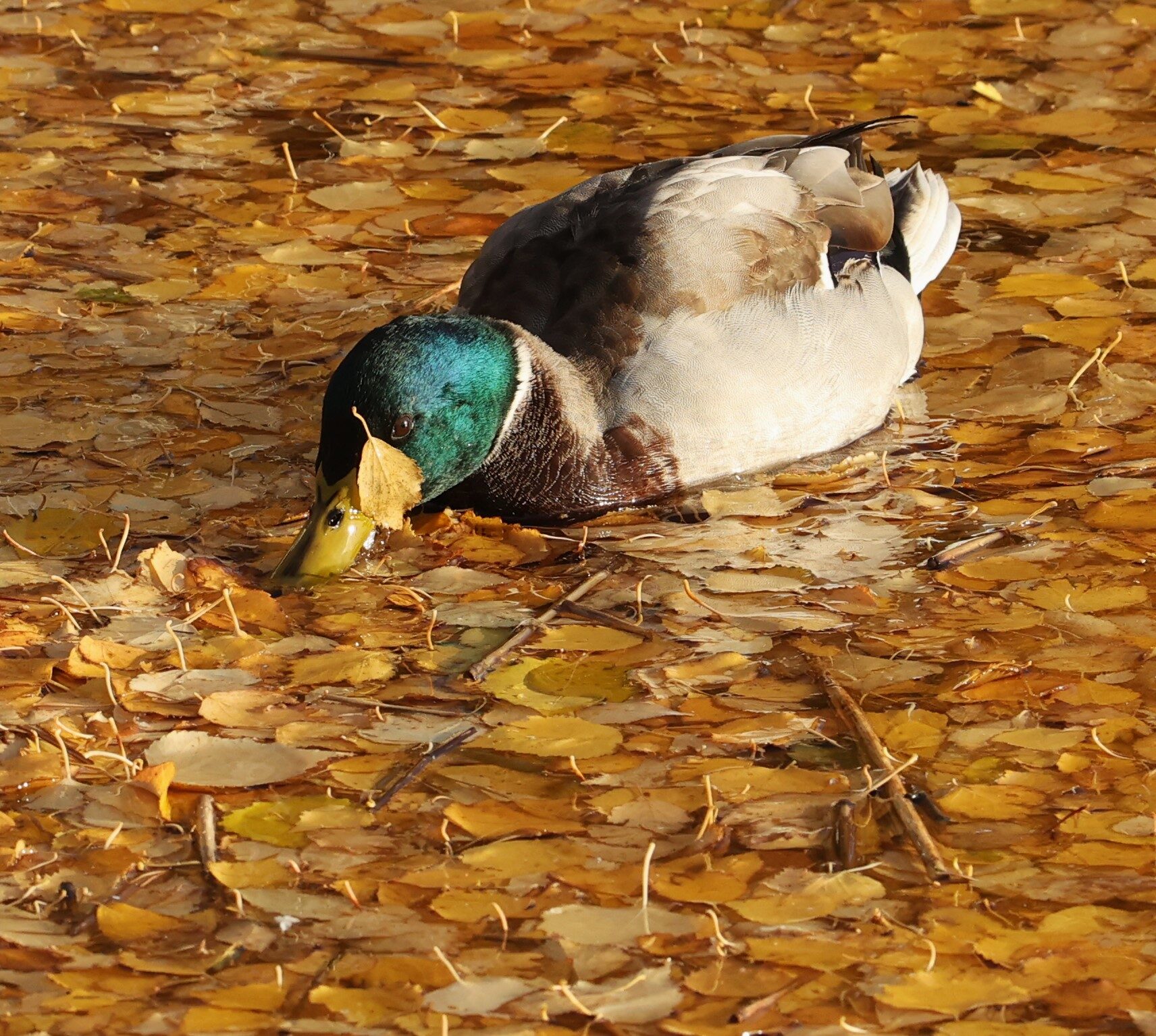 Valokuvaaja: Kaarina Heiskanen