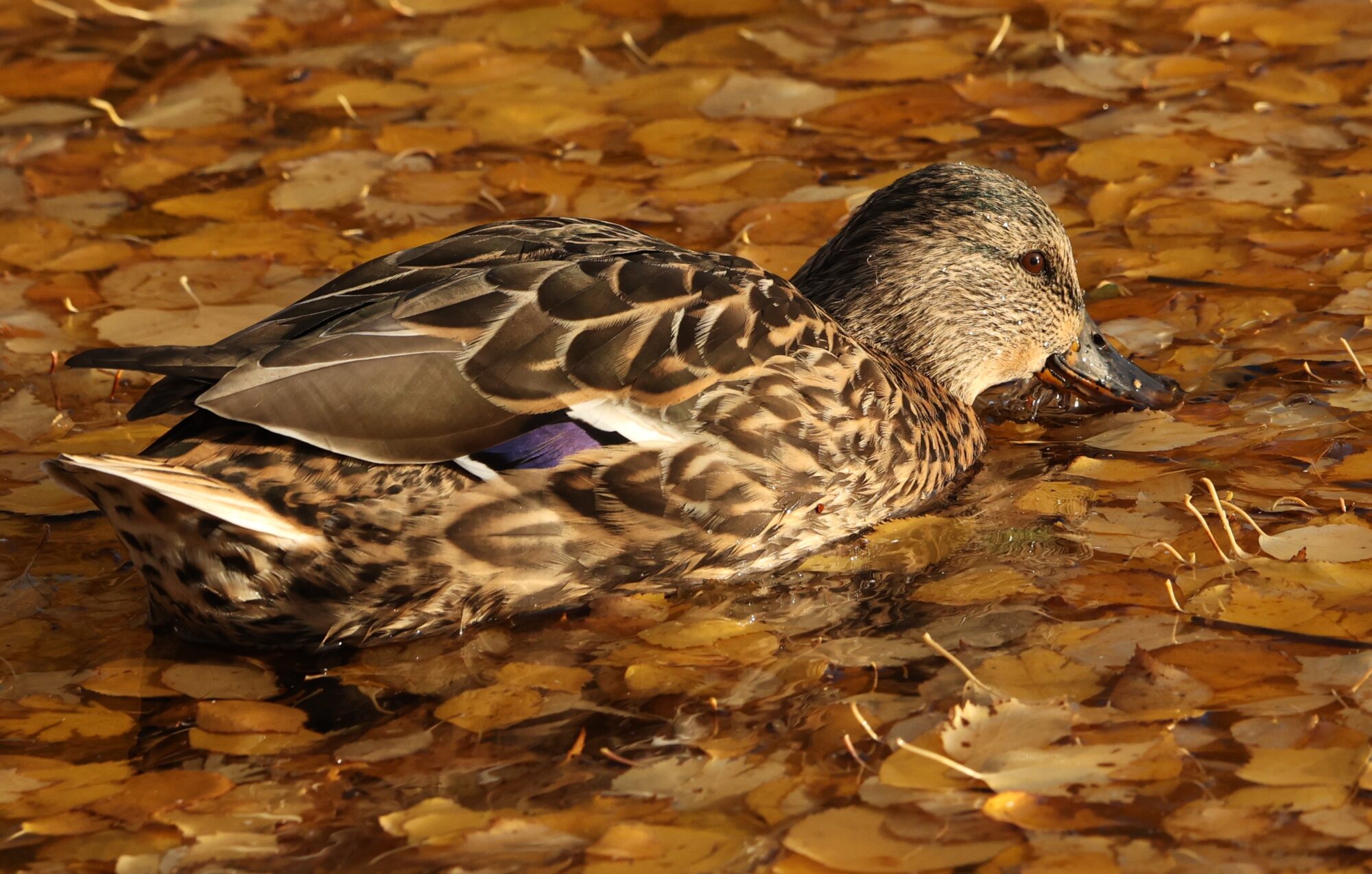Valokuvaaja: Kaarina Heiskanen