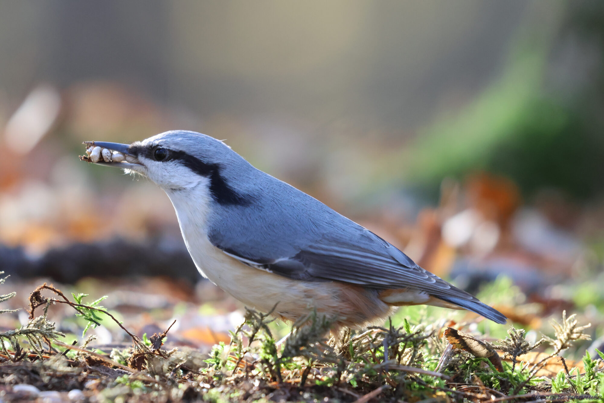 Valokuvaaja: Susanna Hannula