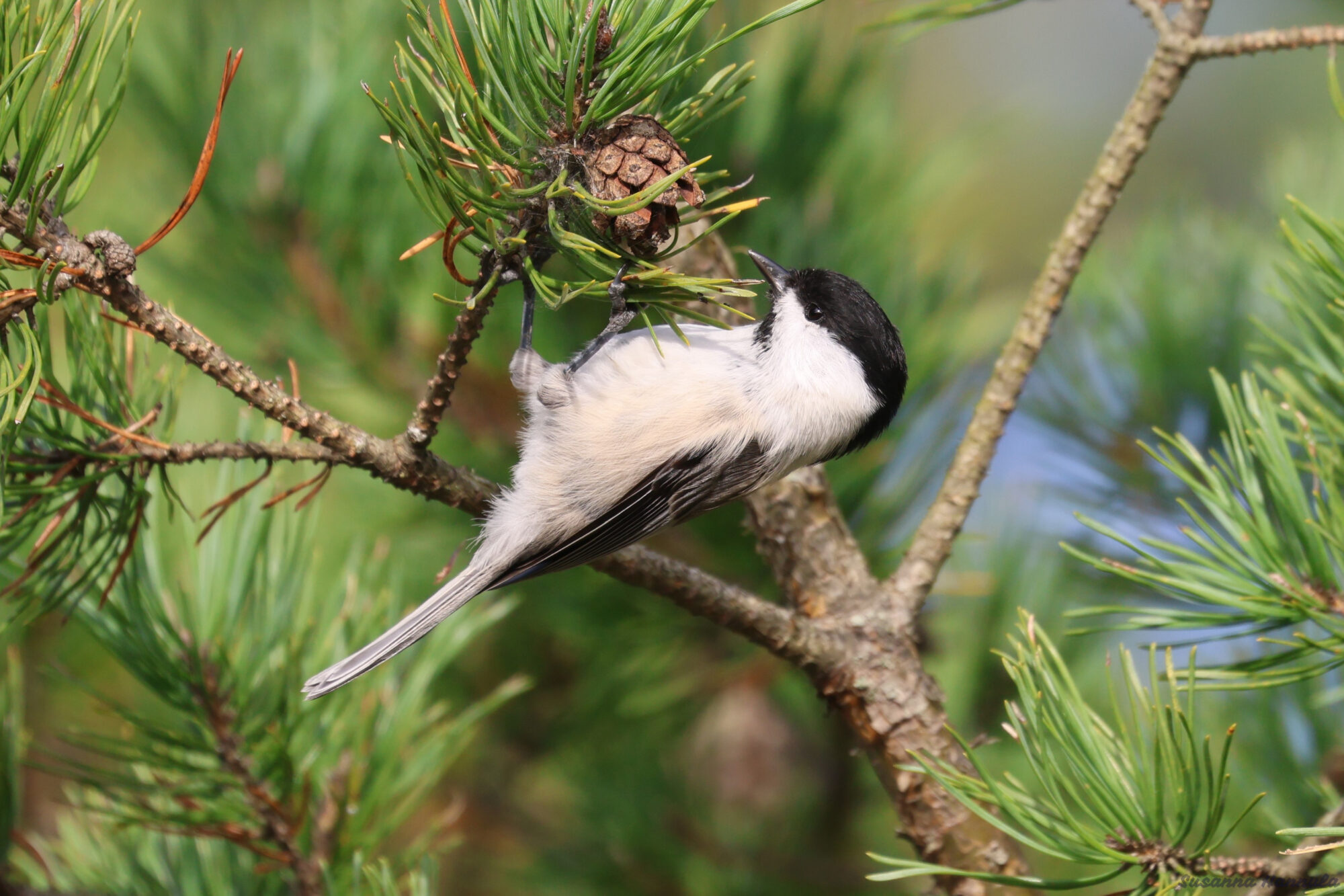 Valokuvaaja: Susanna Hannula