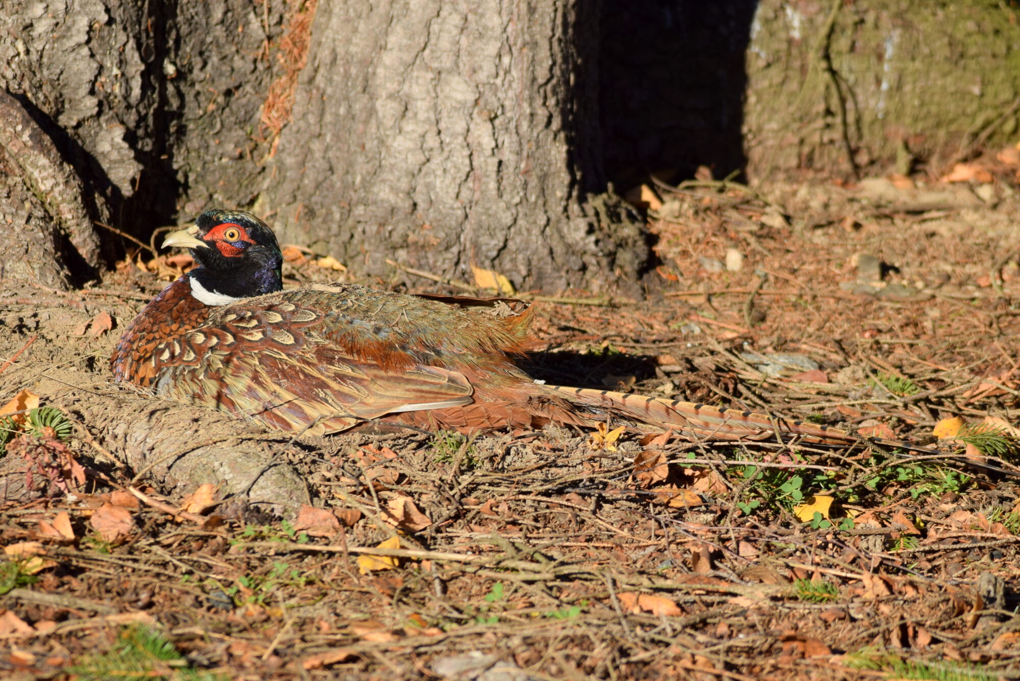 Valokuvaaja: Kaarlo Asikainen Valokuvaaja: Kaarlo Asikainen