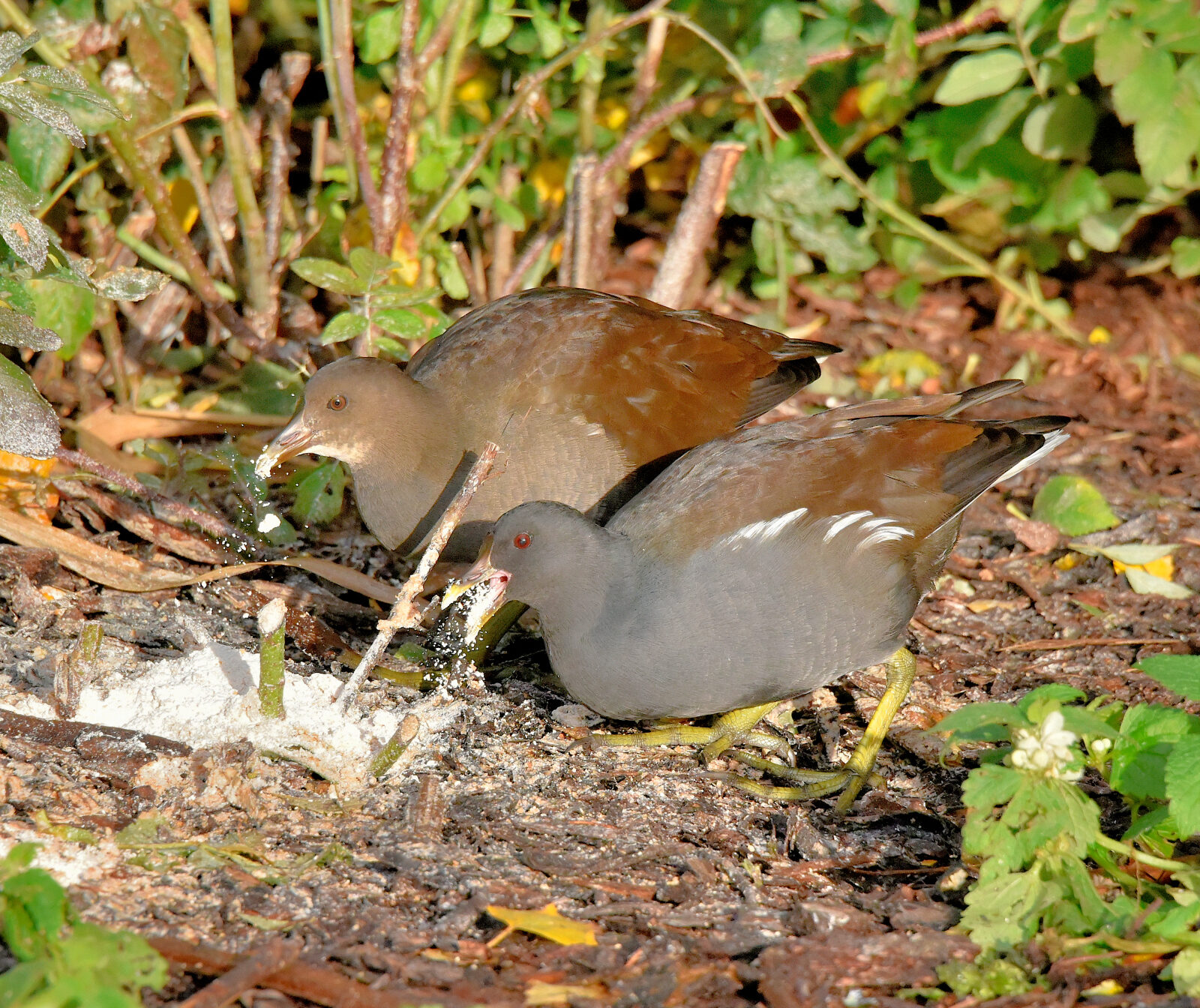 Valokuvaaja: Reijo Juurinen Valokuvaaja: Reijo Juurinen
