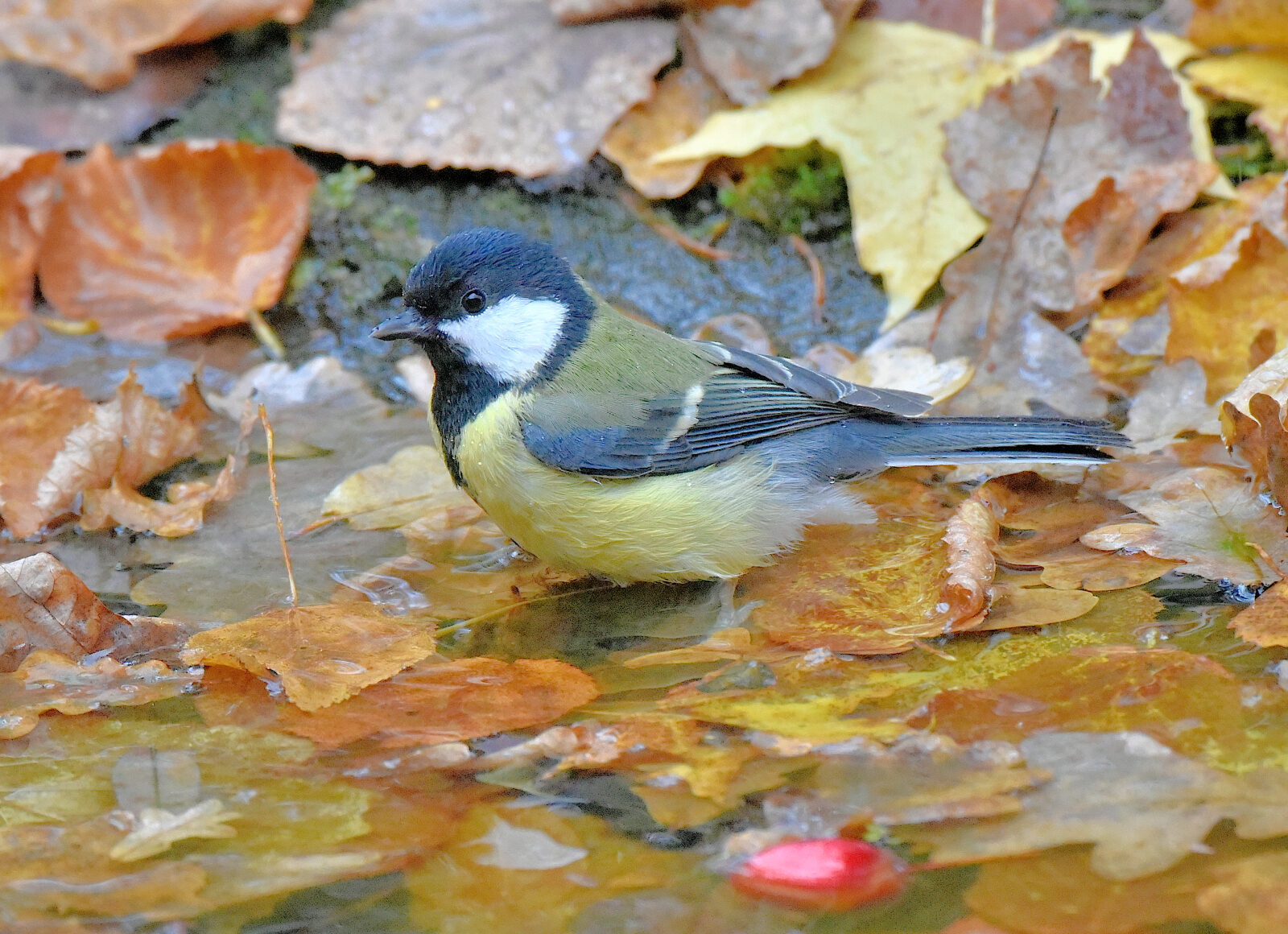 Valokuvaaja: Reijo Juurinen