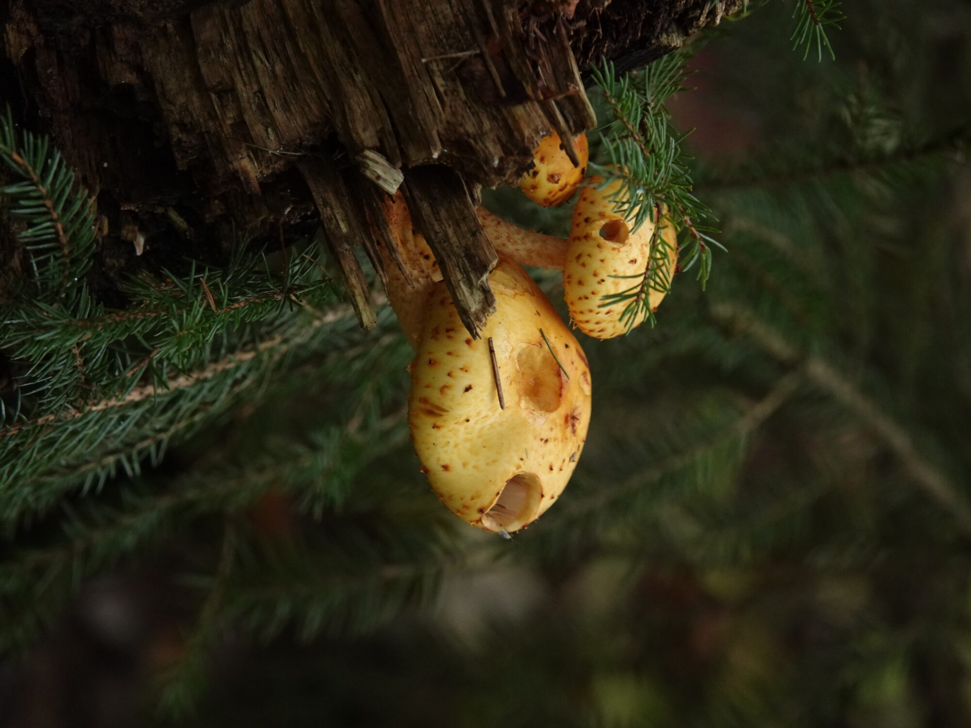 Valokuvaaja: Jenna Pitkänen