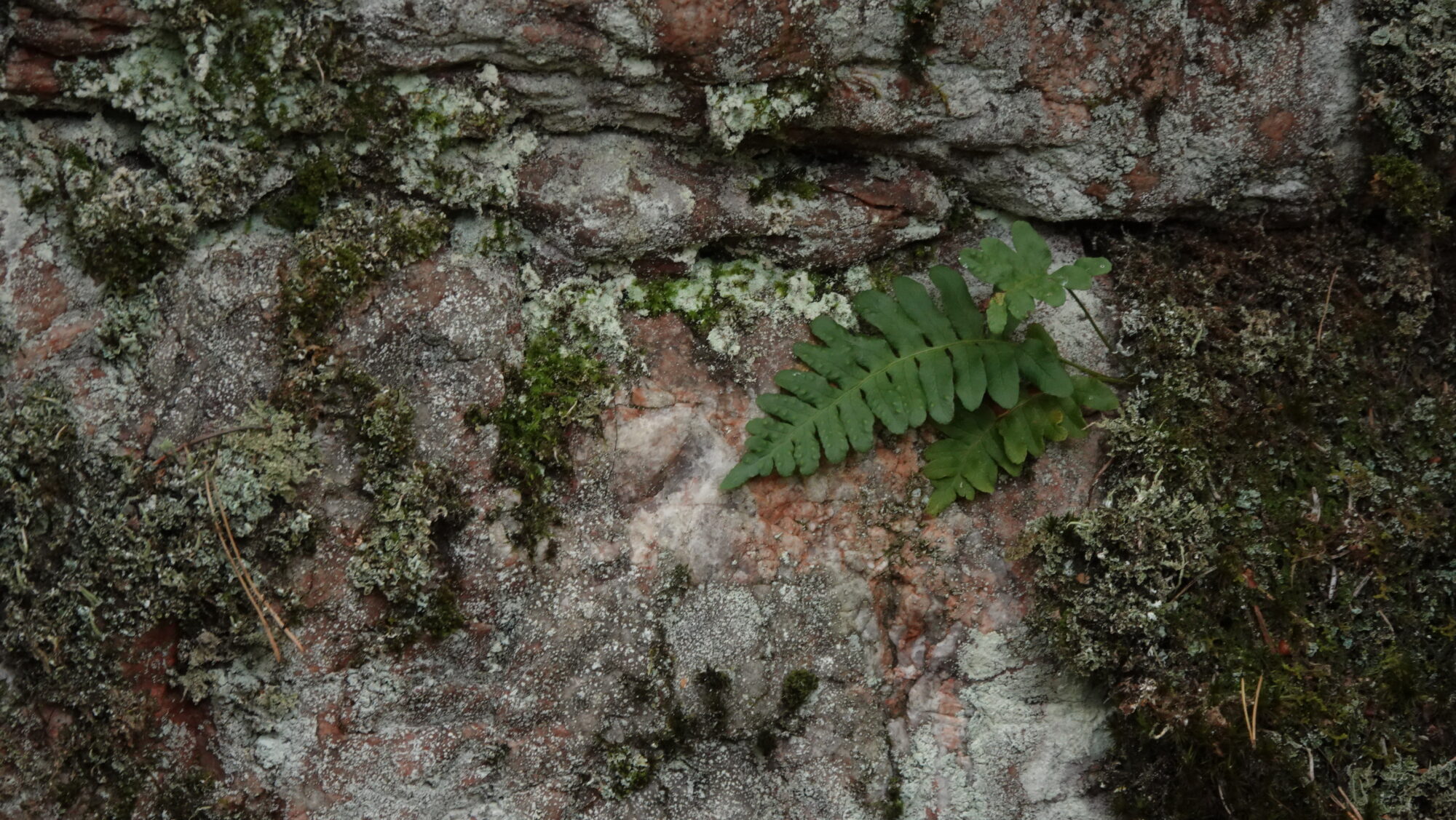 Valokuvaaja: Jenna Pitkänen
