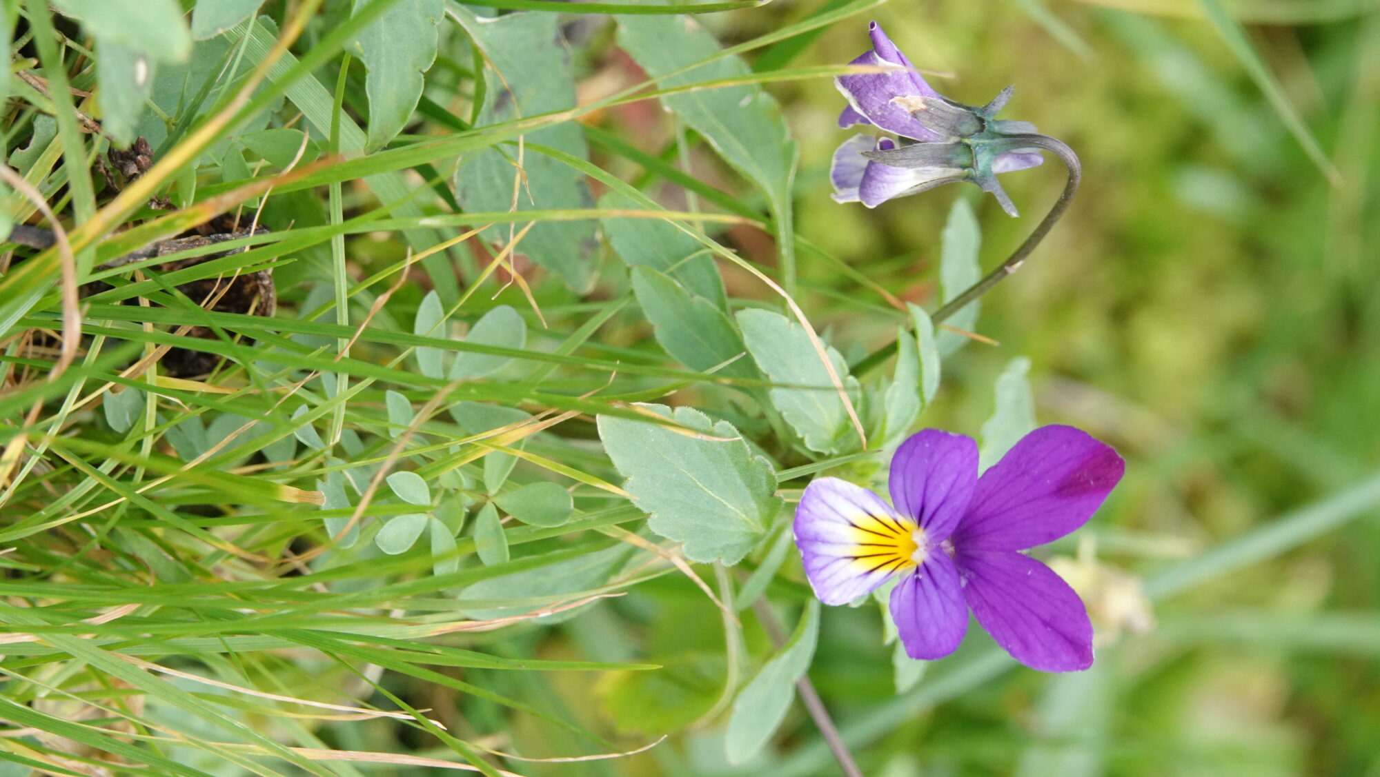 Valokuvaaja: Jenna Pitkänen