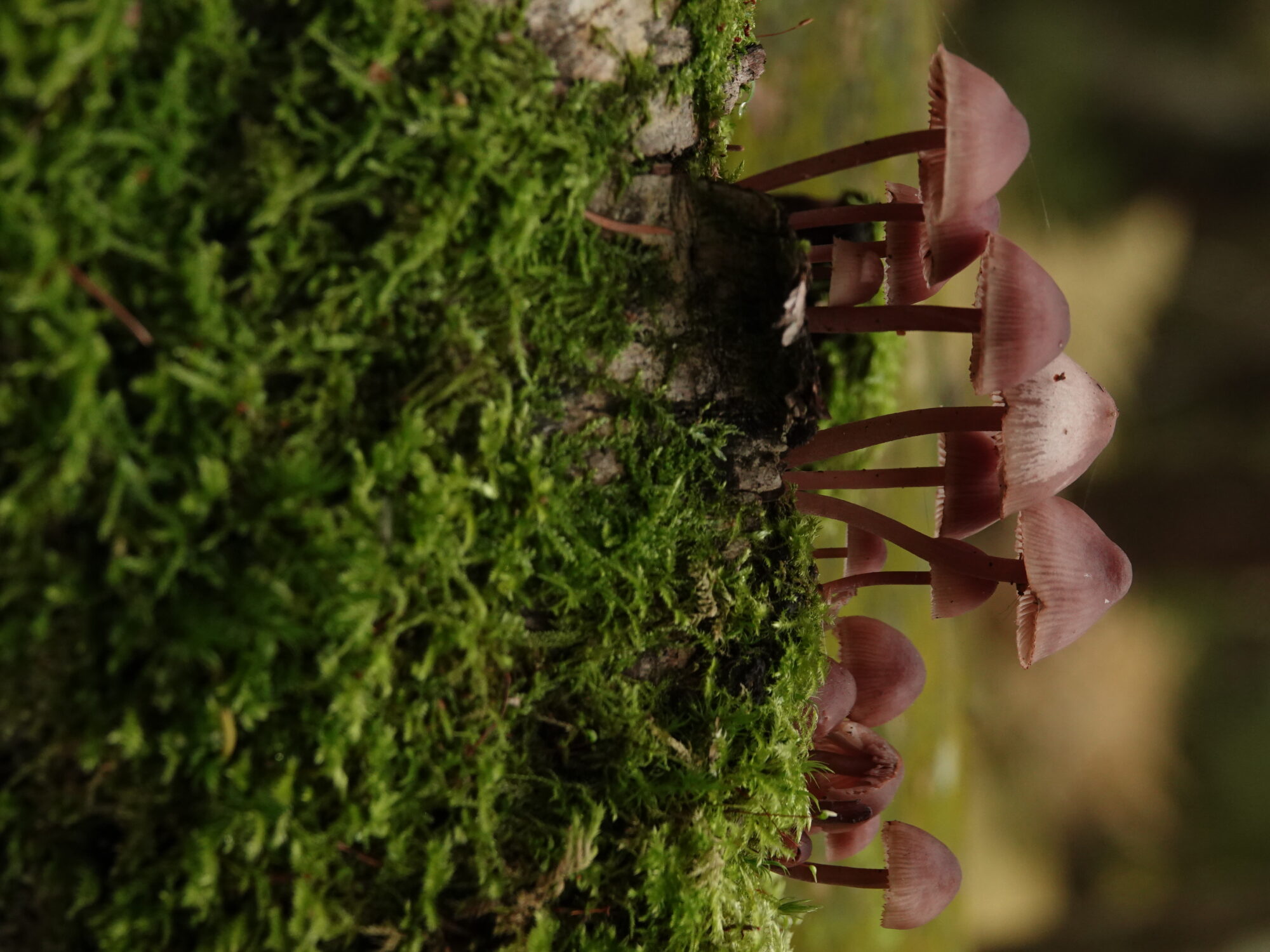 Valokuvaaja: Jenna Pitkänen