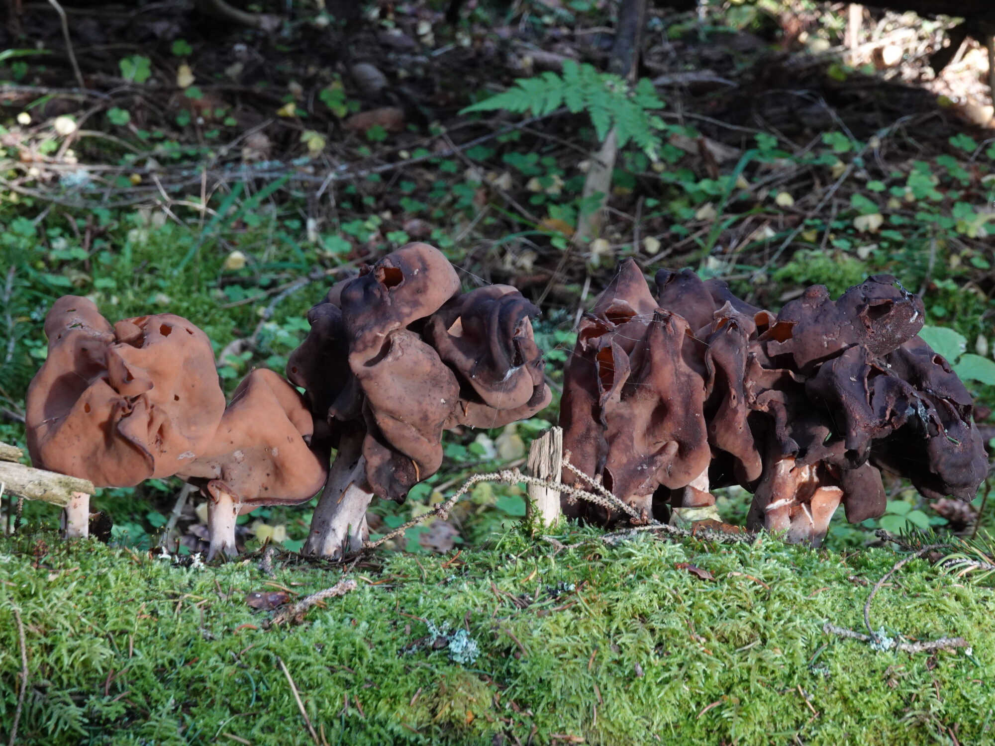 Valokuvaaja: Jenna Pitkänen