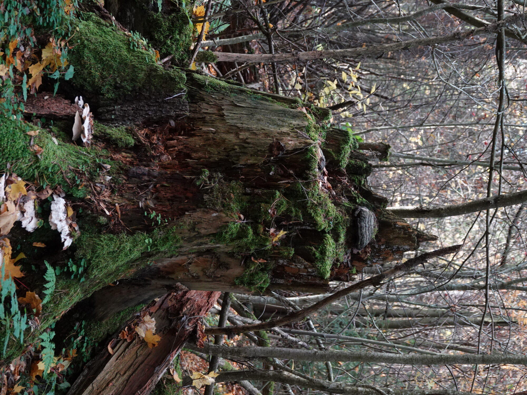 Valokuvaaja: Jenna Pitkänen