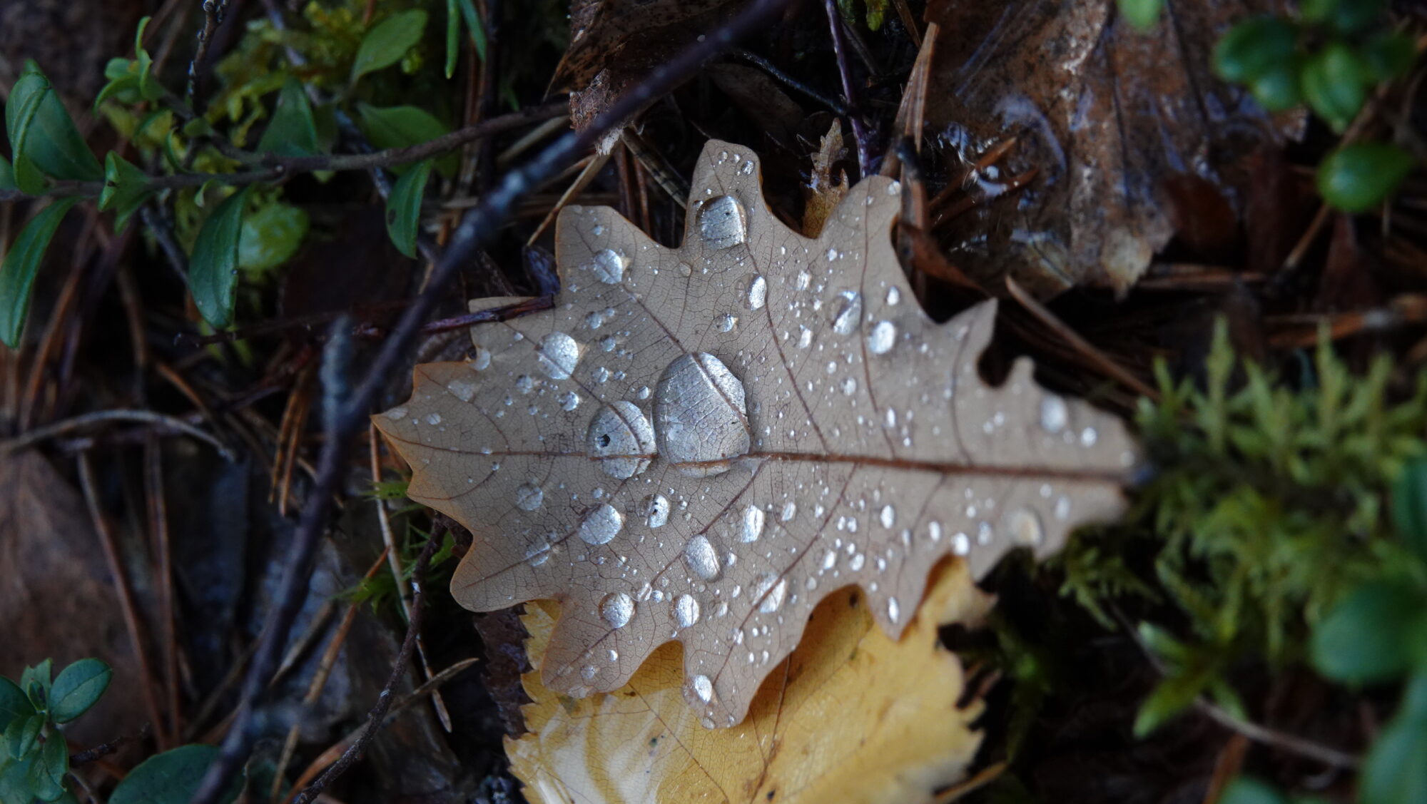 Valokuvaaja: Jenna Pitkänen
