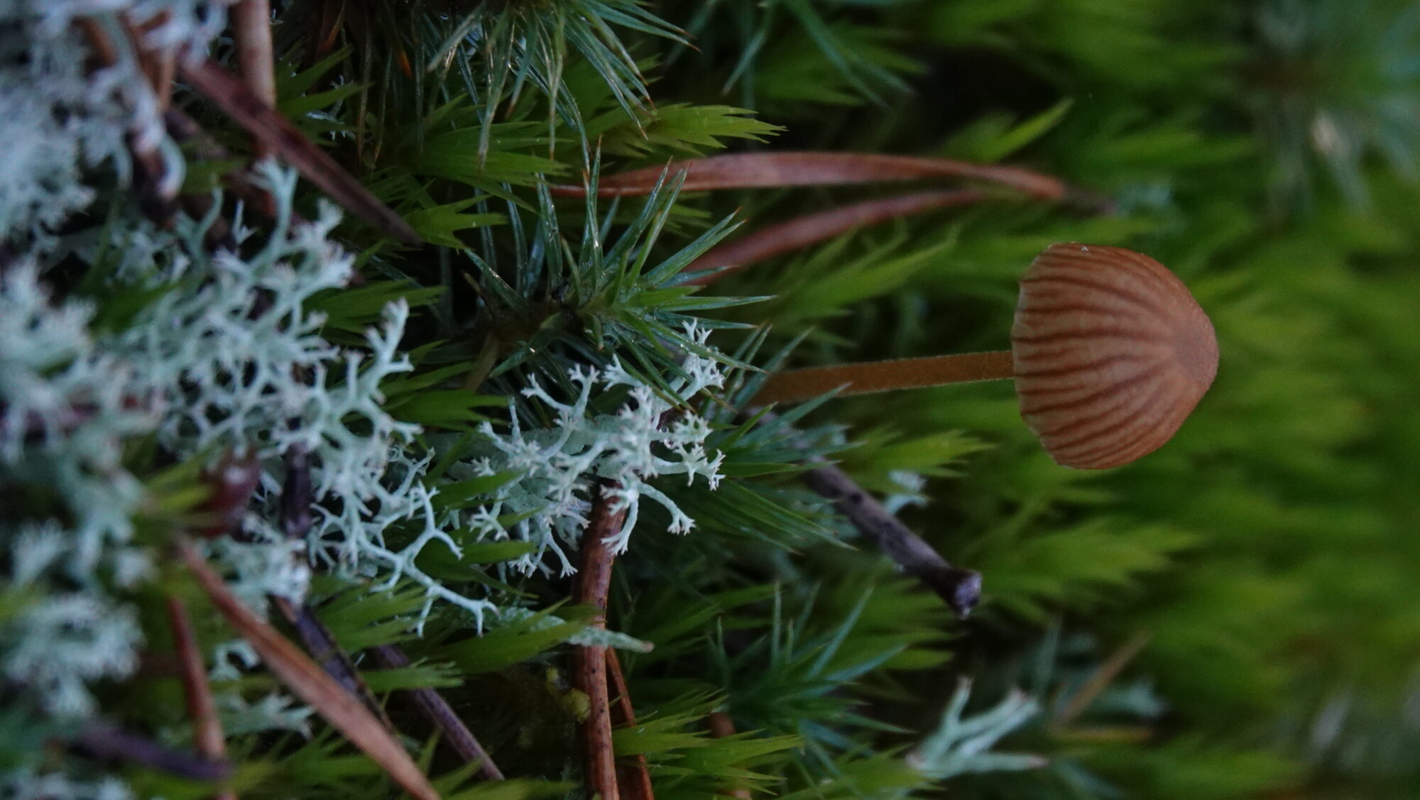 Valokuvaaja: Jenna Pitkänen