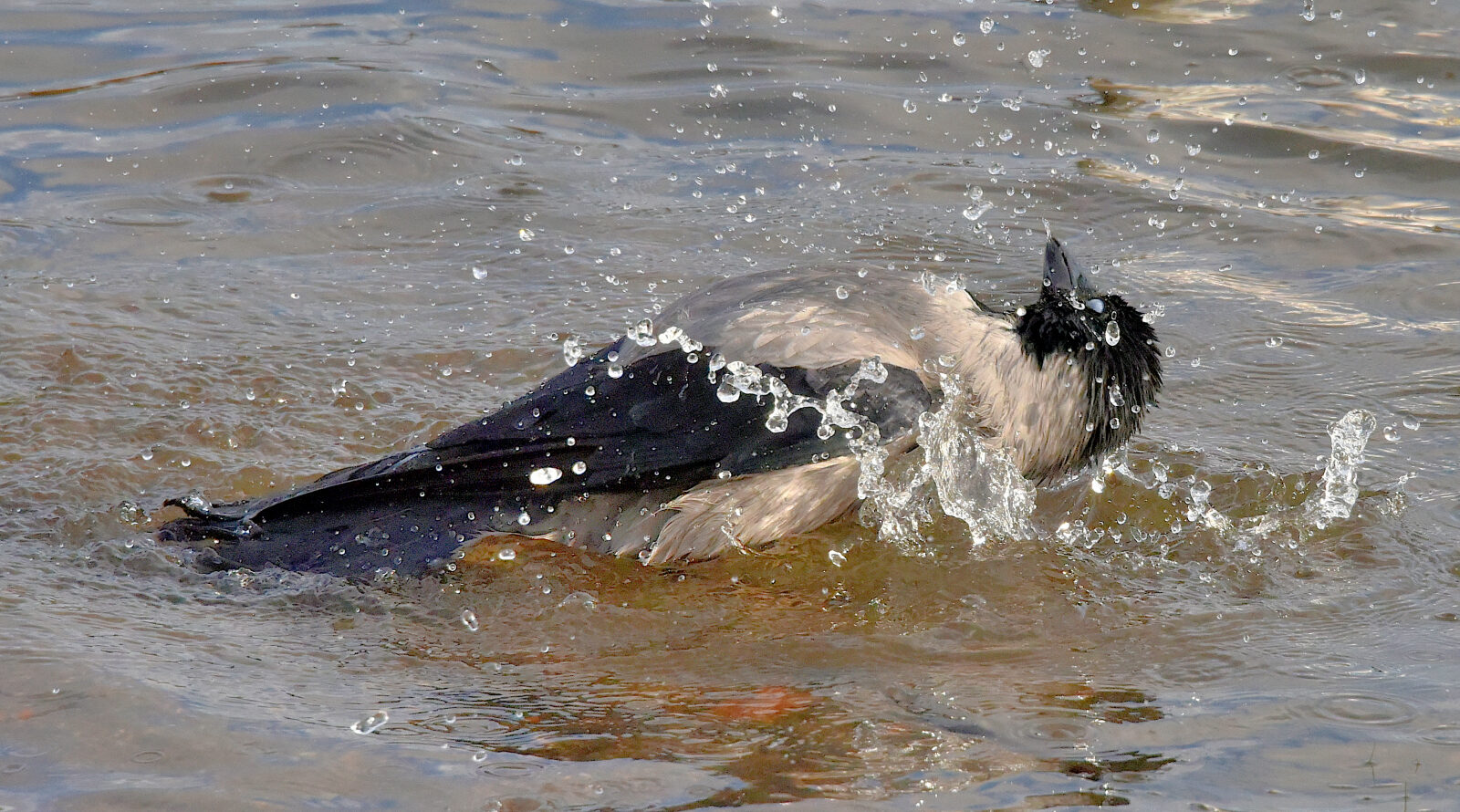Valokuvaaja: Reijo Juurinen Valokuvaaja: Reijo Juurinen