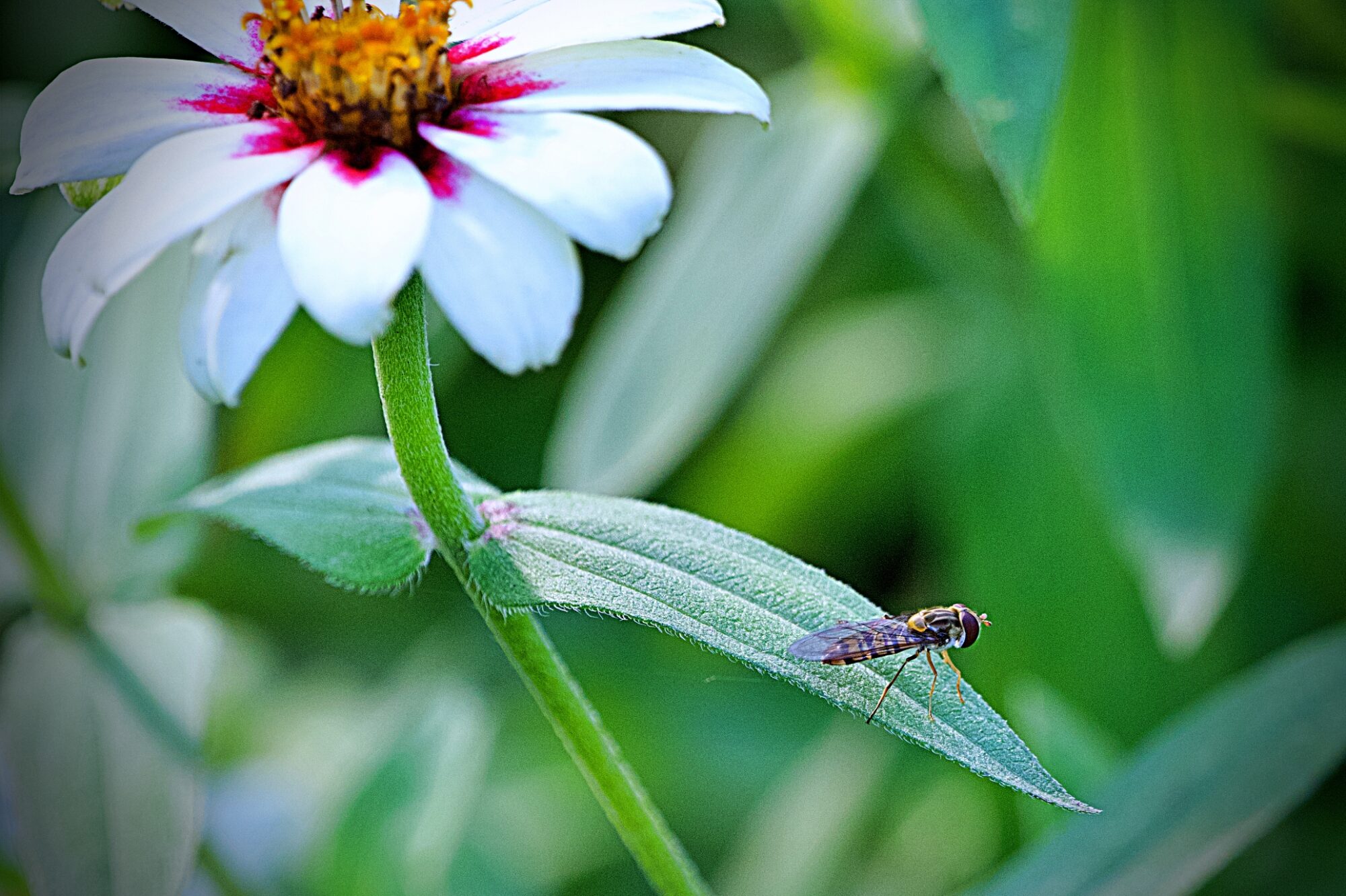 Valokuvaaja: Ivan Wistuba