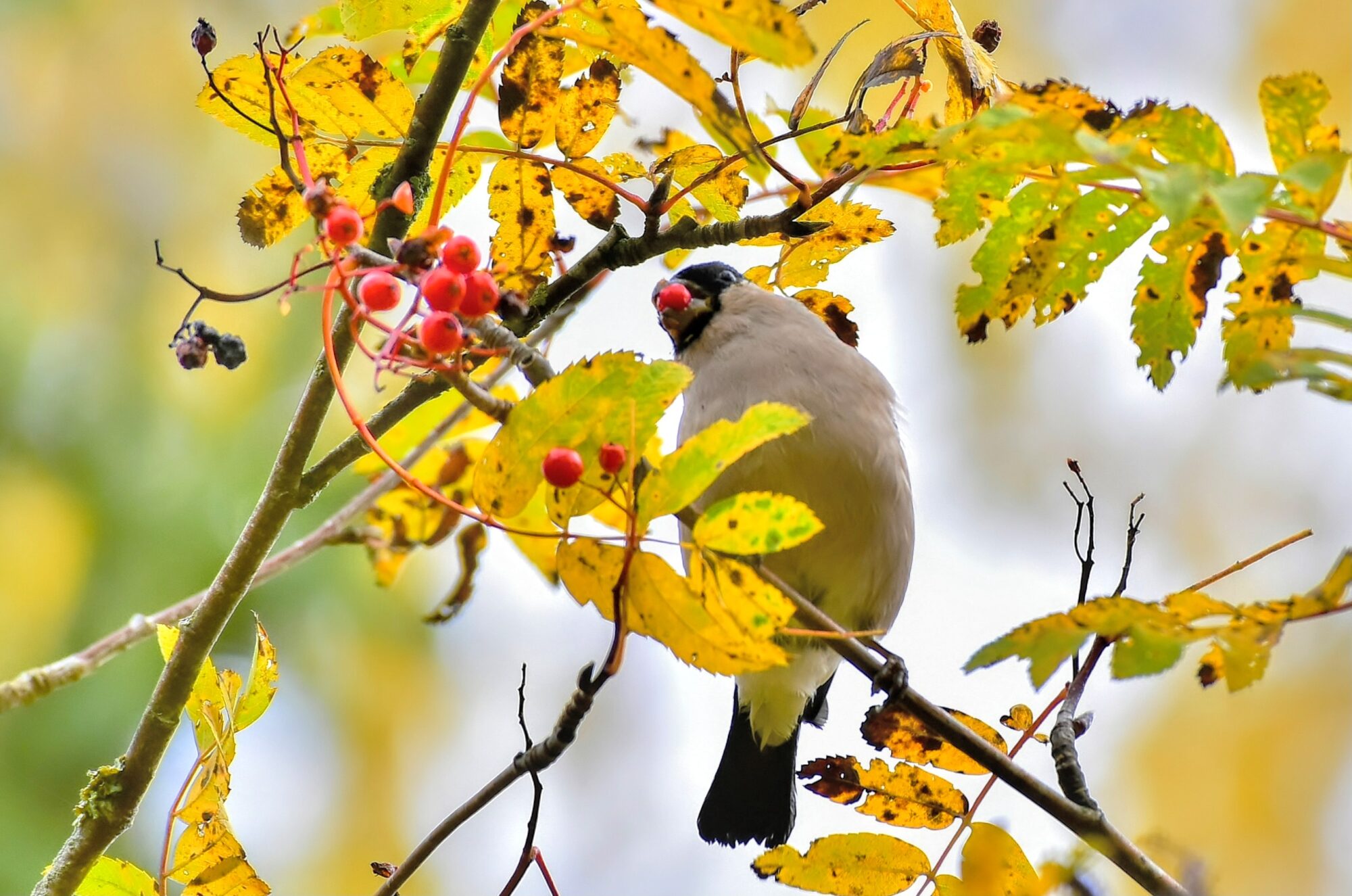 Valokuvaaja: Markku Pelkonen