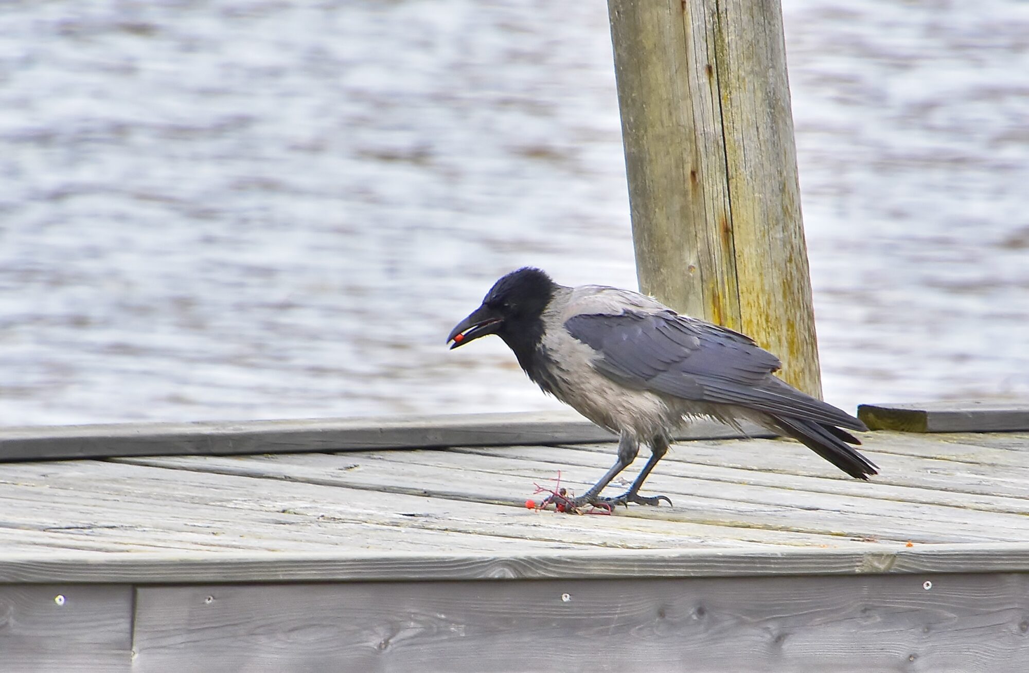 Valokuvaaja: Markku Pelkonen