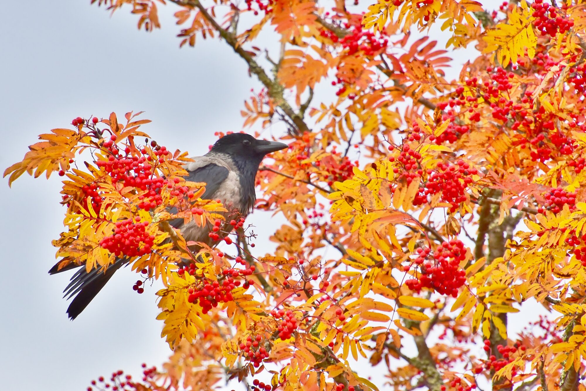 Valokuvaaja: Markku Pelkonen