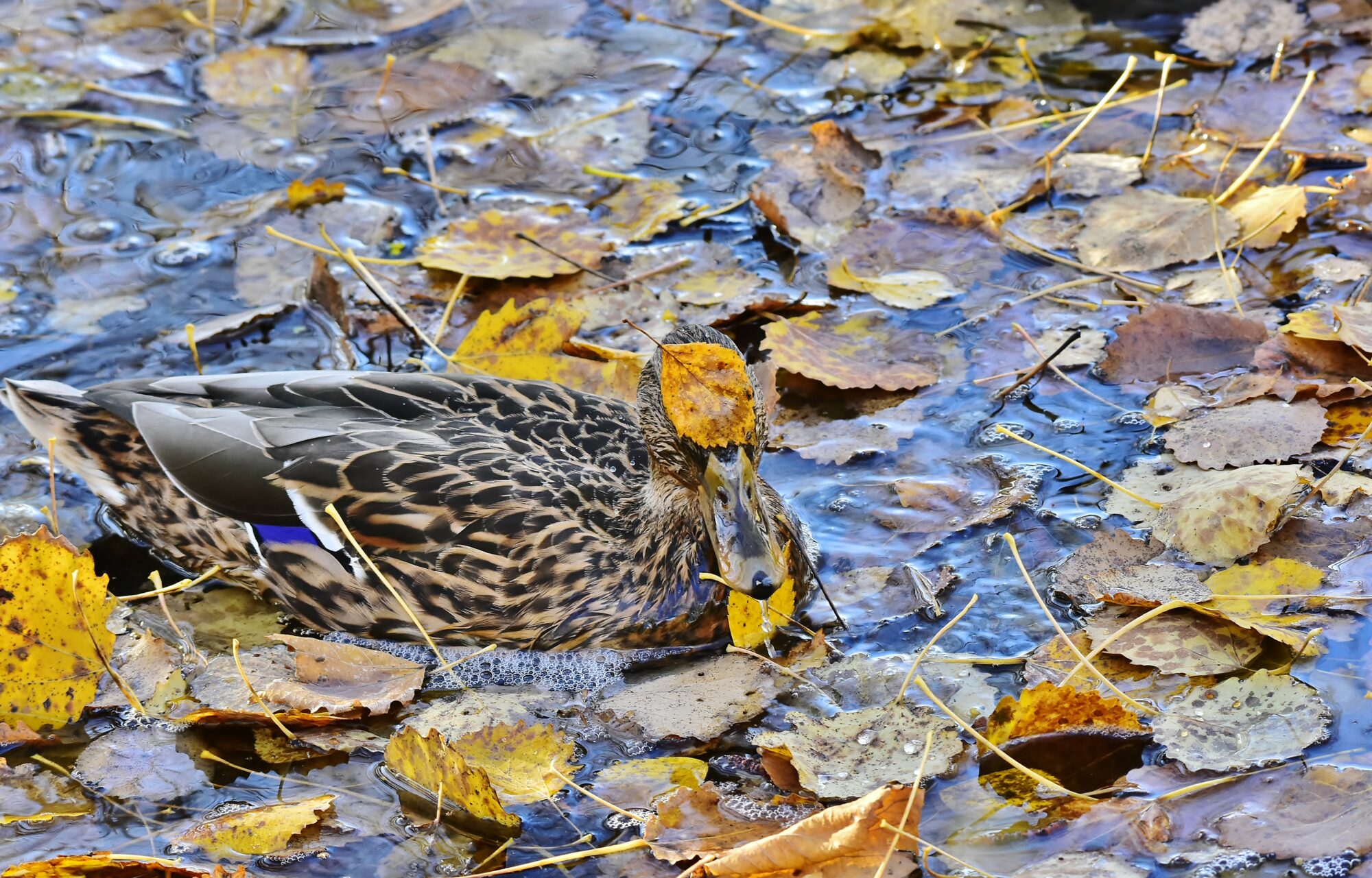 Valokuvaaja: Markku Pelkonen Valokuvaaja: Markku Pelkonen
