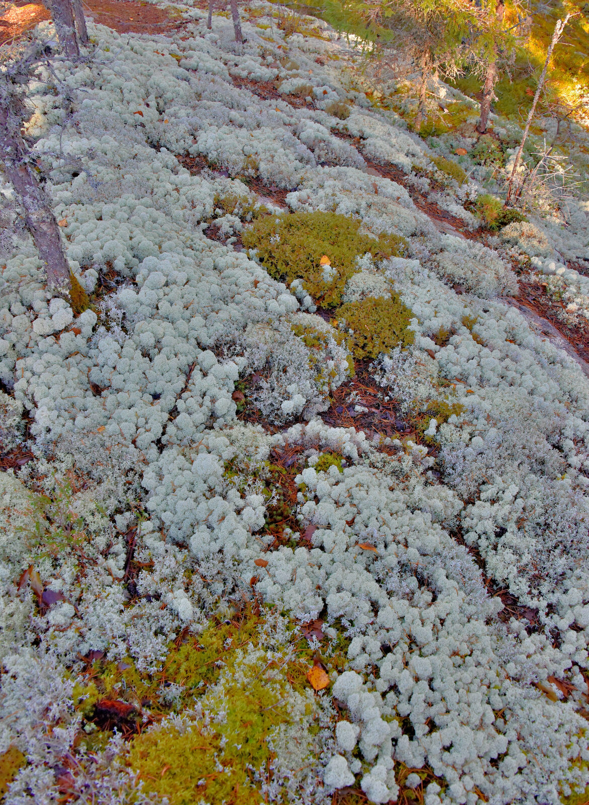 Valokuvaaja: Reijo Juurinen