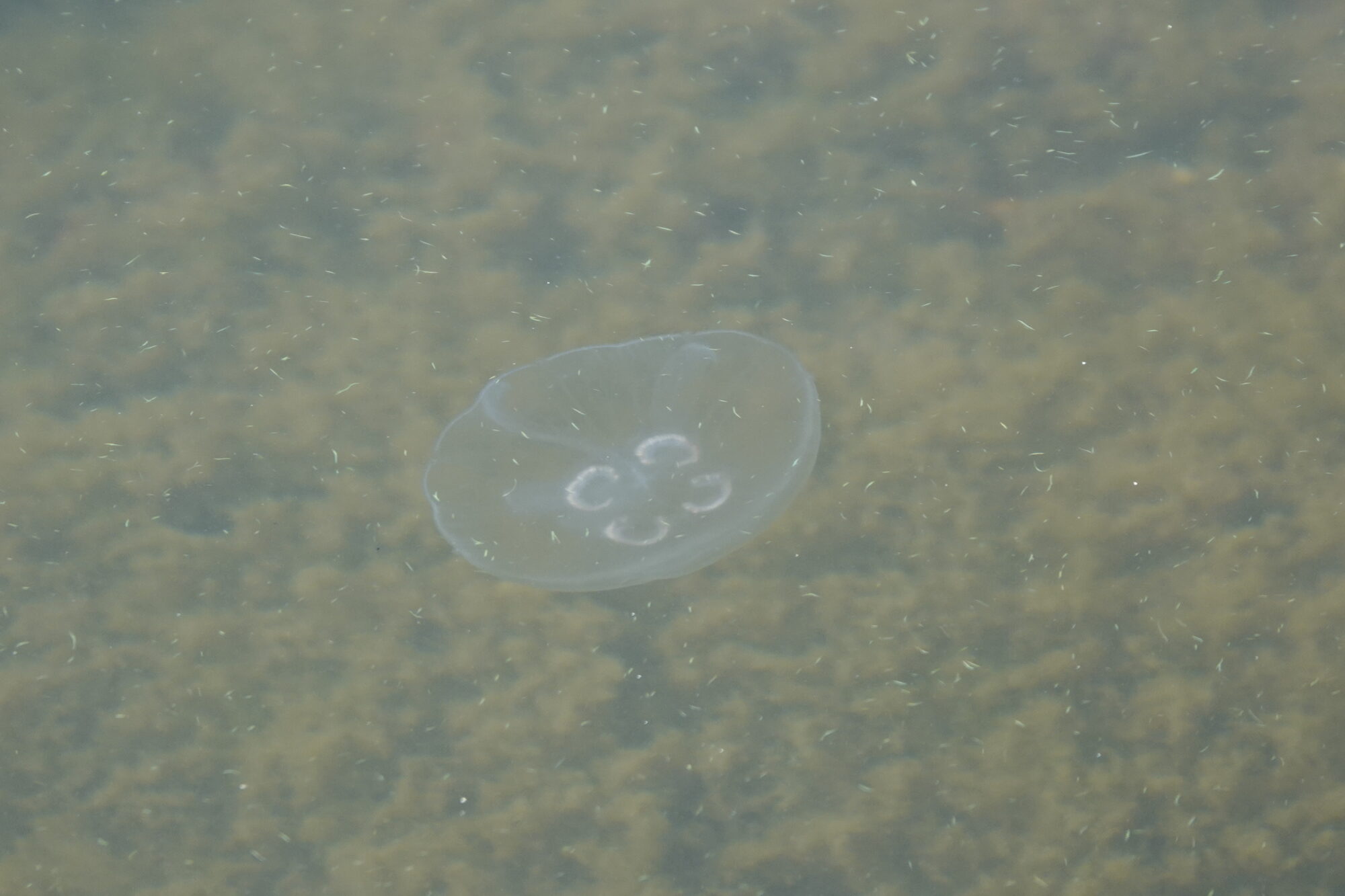 Valokuvaaja: Jenna Pitkänen