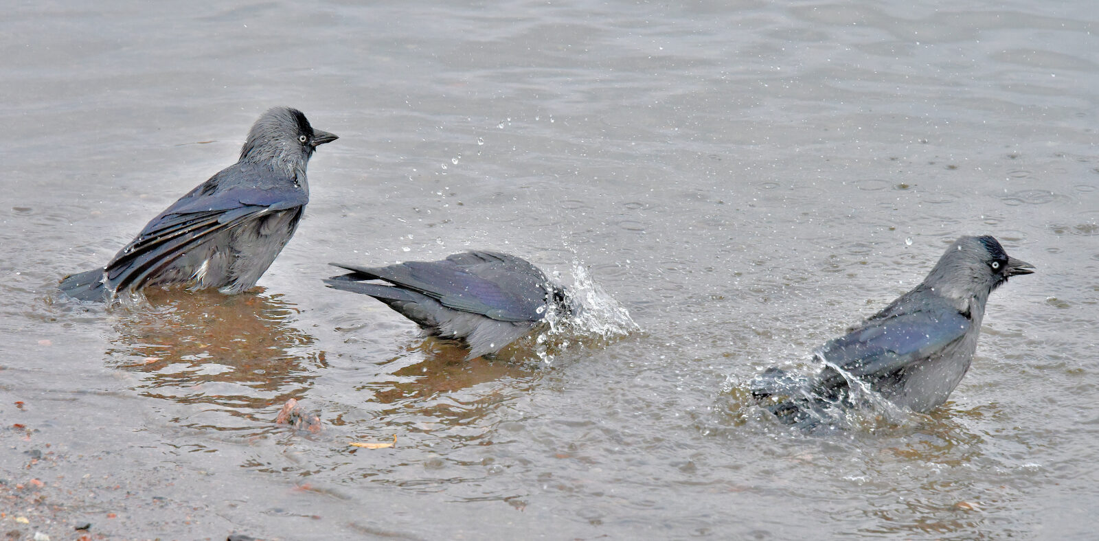 Valokuvaaja: Reijo Juurinen