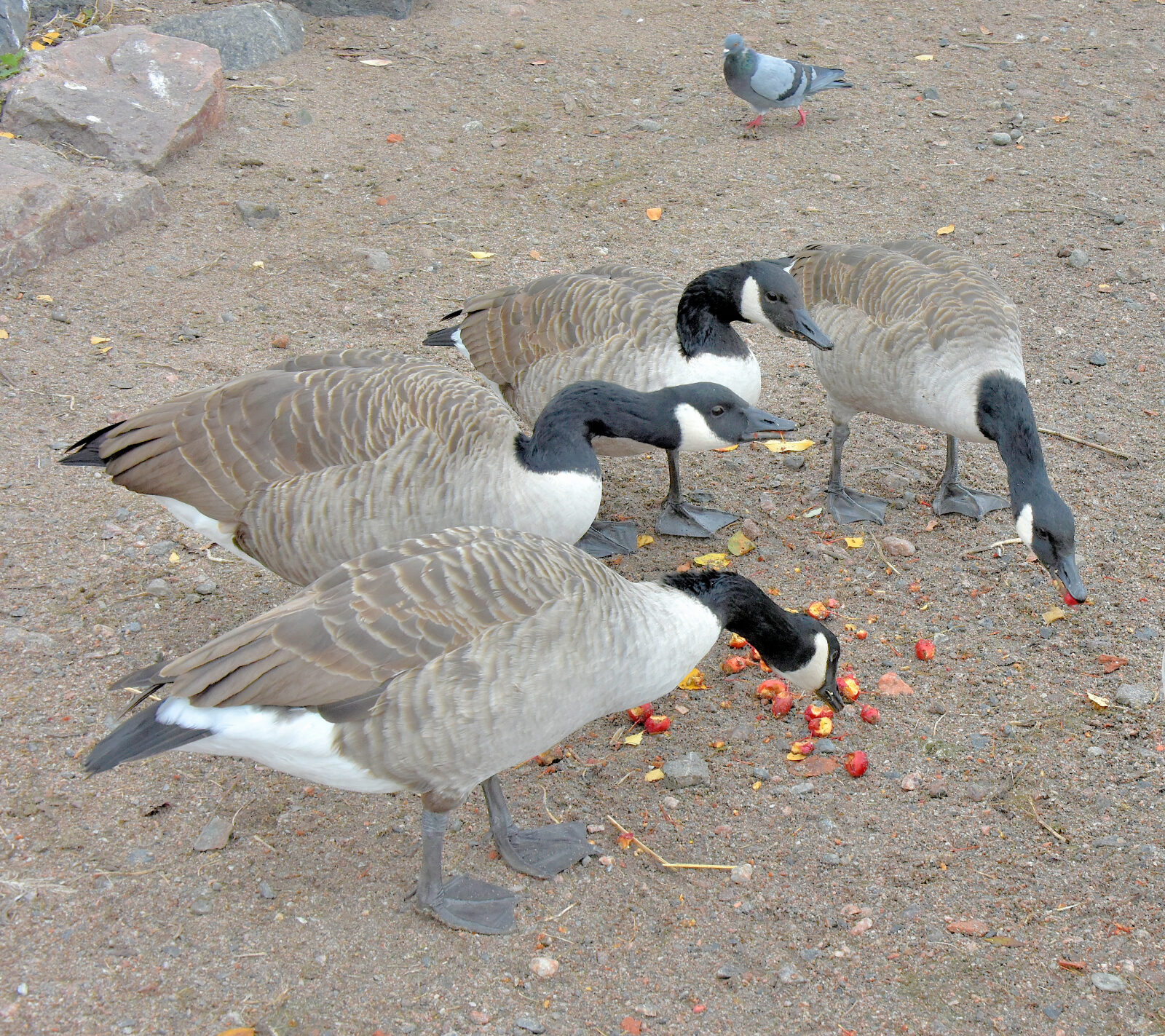 Valokuvaaja: Reijo Juurinen