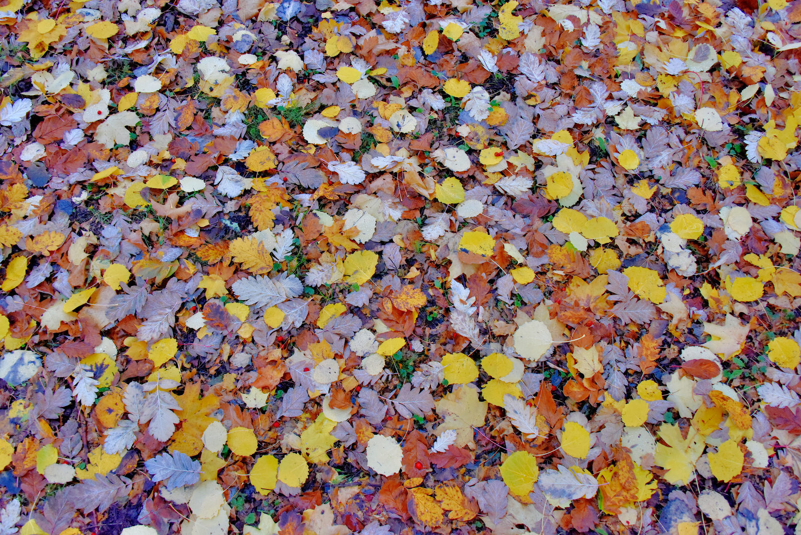 Valokuvaaja: Reijo Juurinen