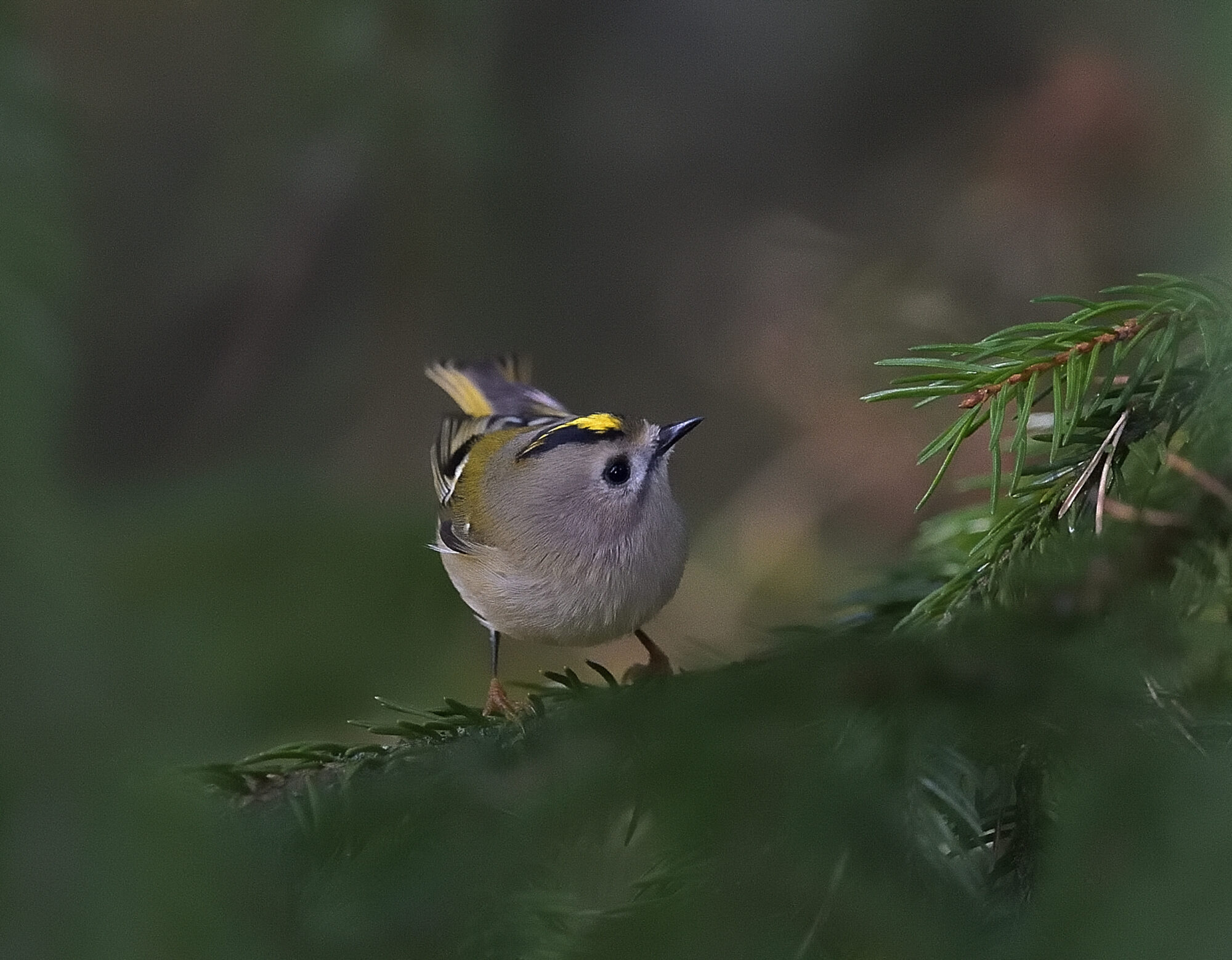 Valokuvaaja: rauno mäkinen