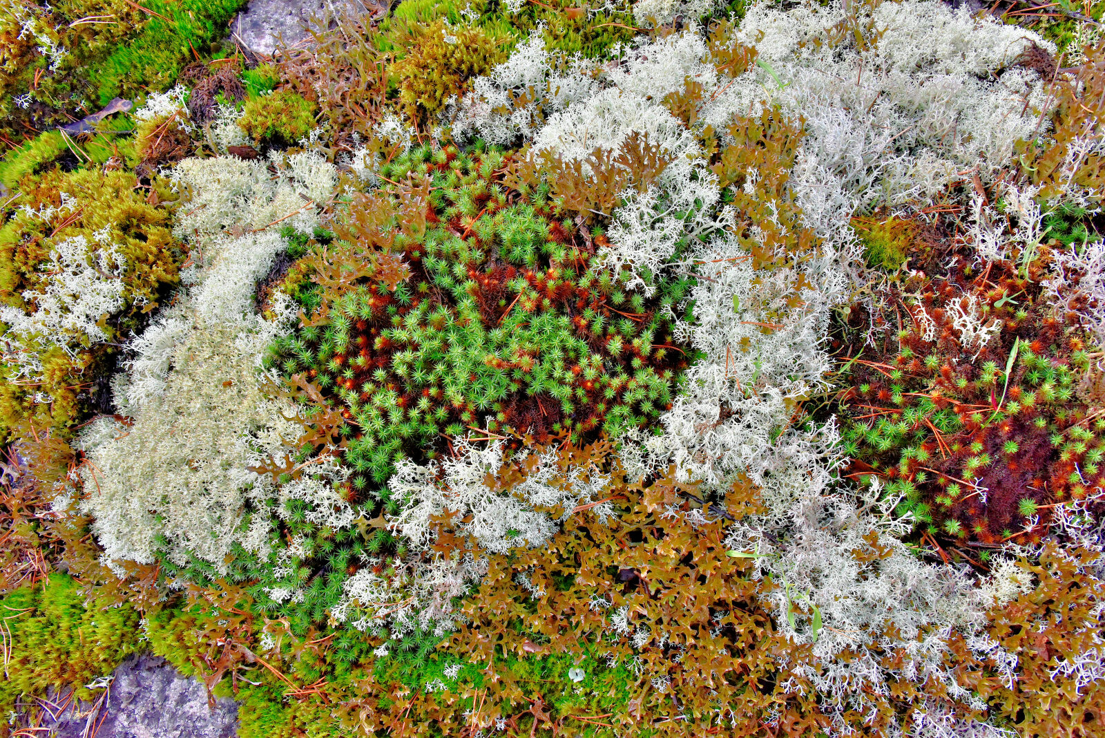 Valokuvaaja: Reijo Juurinen Valokuvaaja: Reijo Juurinen