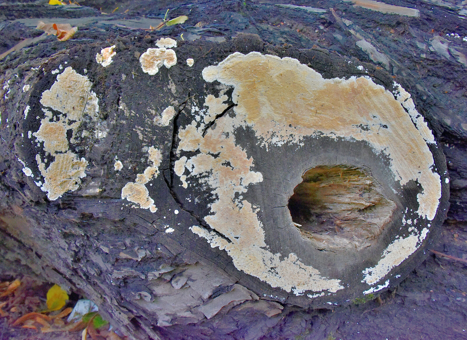 Valokuvaaja: Reijo Juurinen Valokuvaaja: Reijo Juurinen