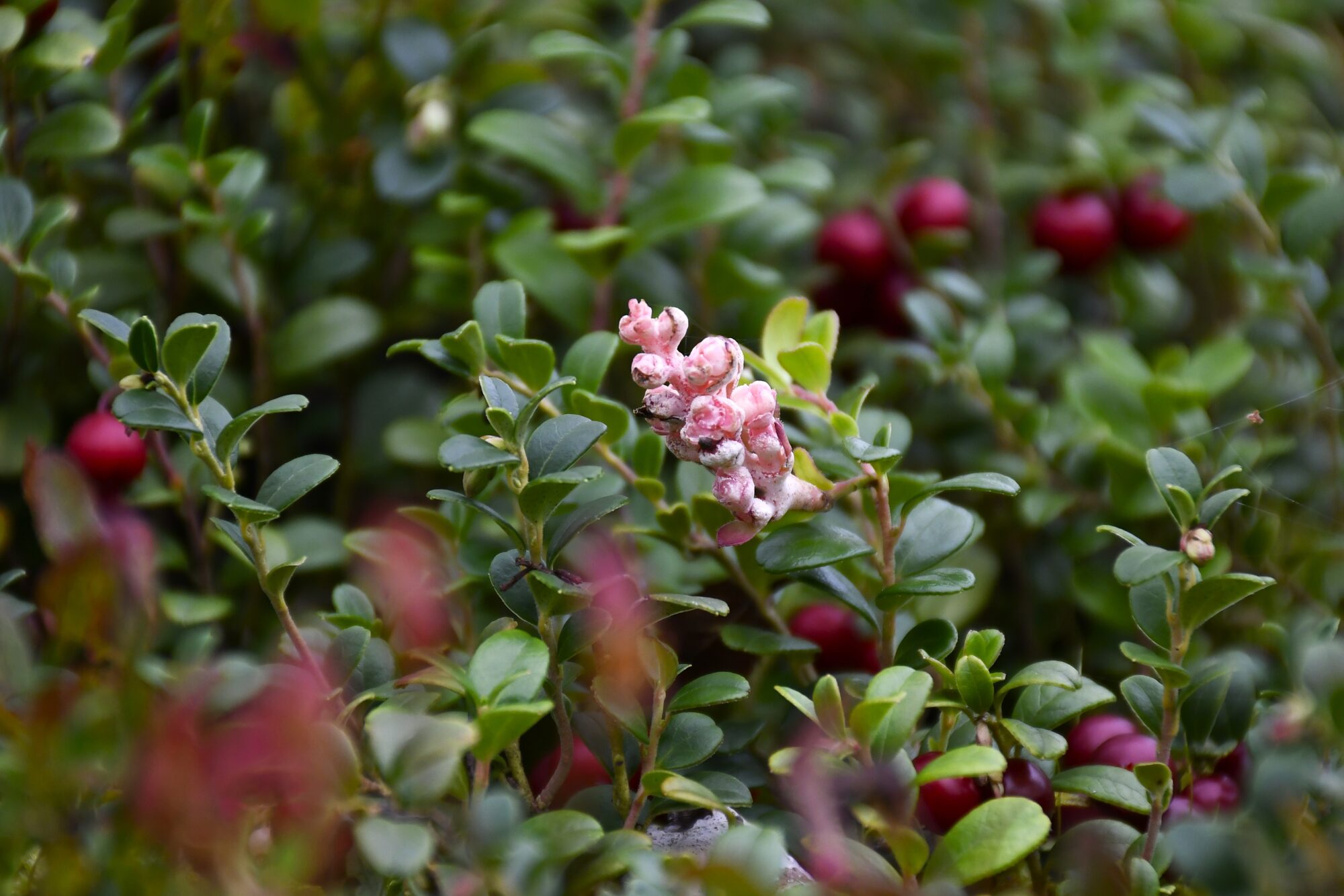 Valokuvaaja: Maarit Siitonen Valokuvaaja: Maarit Siitonen