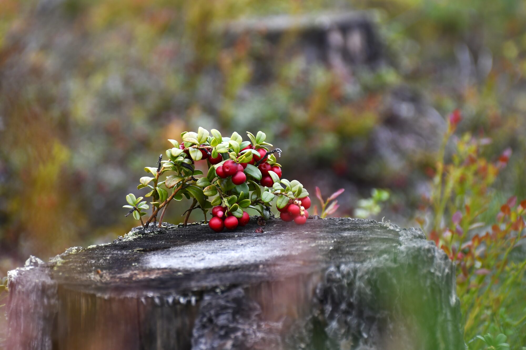 Valokuvaaja: Maarit Siitonen