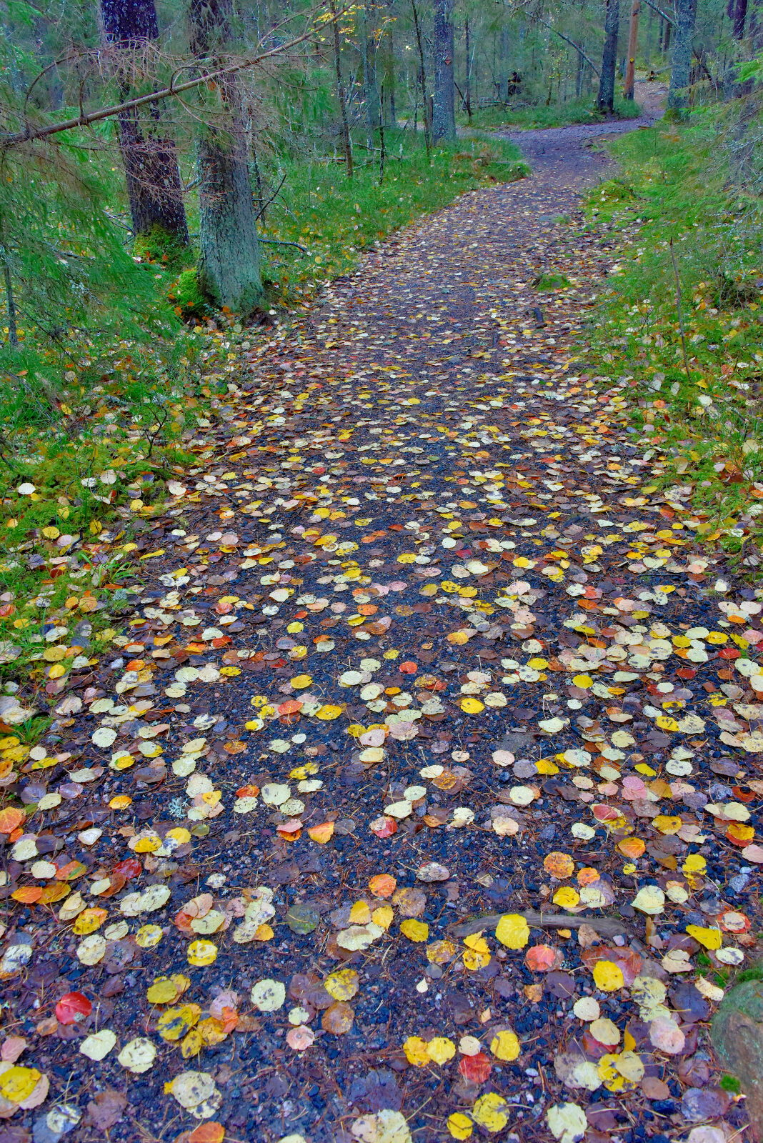 Valokuvaaja: Reijo Juurinen Valokuvaaja: Reijo Juurinen
