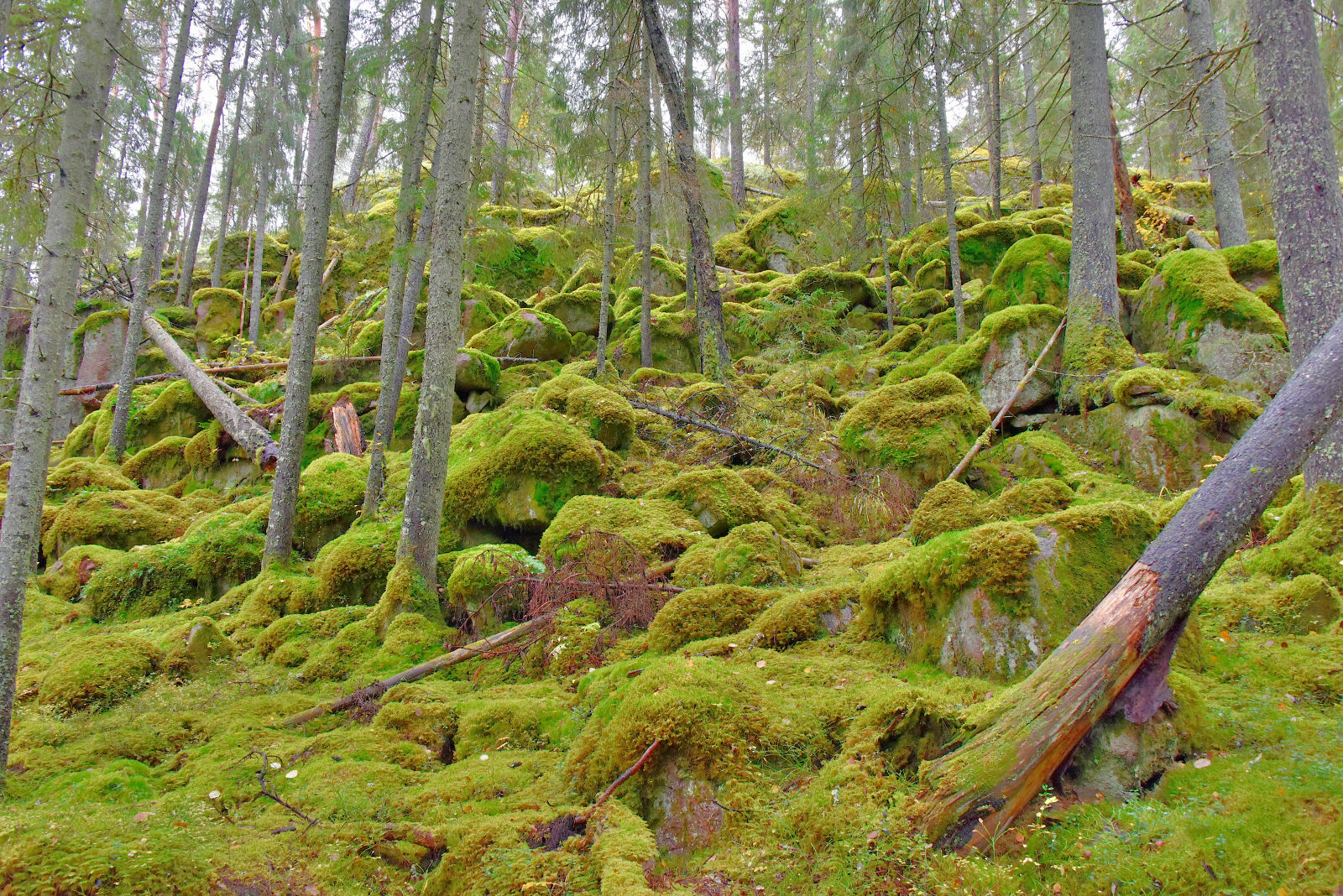 Valokuvaaja: Reijo Juurinen