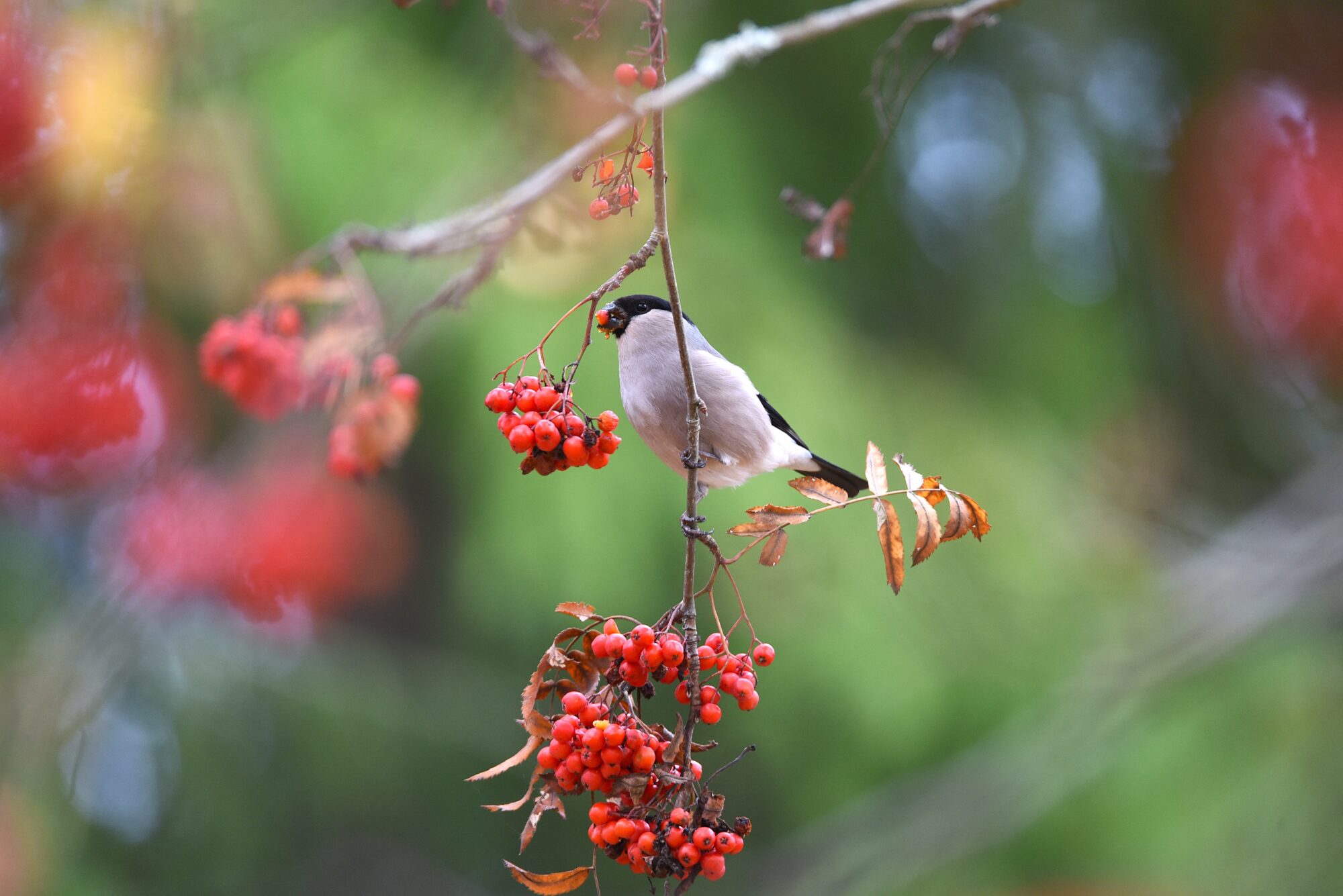 Valokuvaaja: Maarit Siitonen