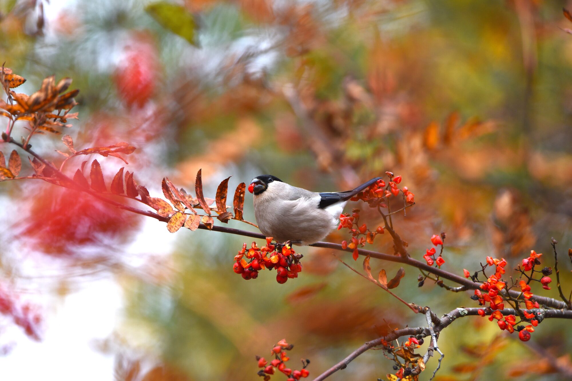 Valokuvaaja: Maarit Siitonen