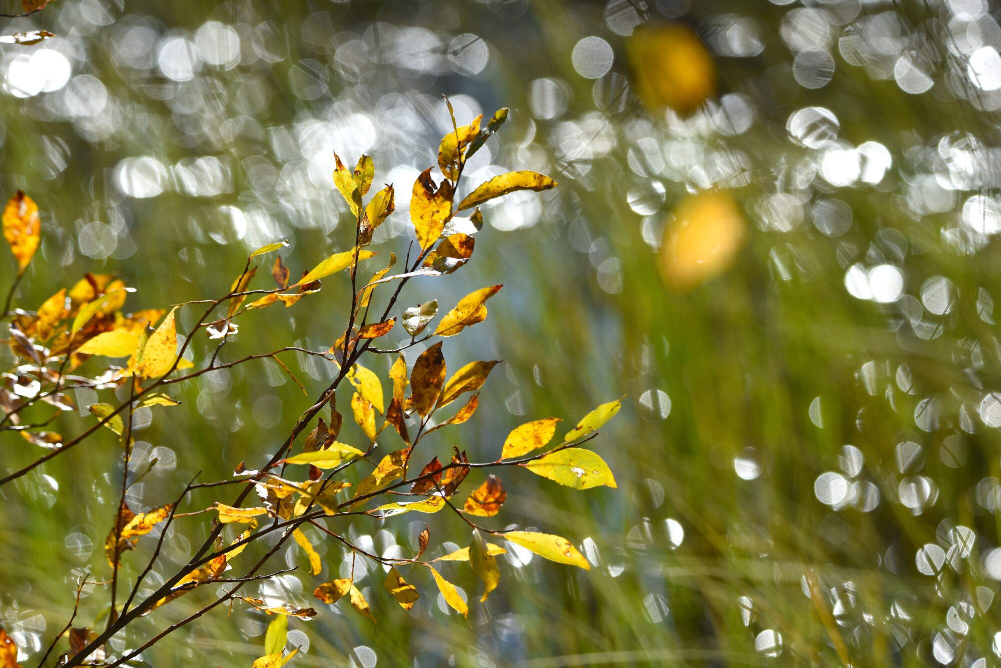 Valokuvaaja: Maarit Siitonen