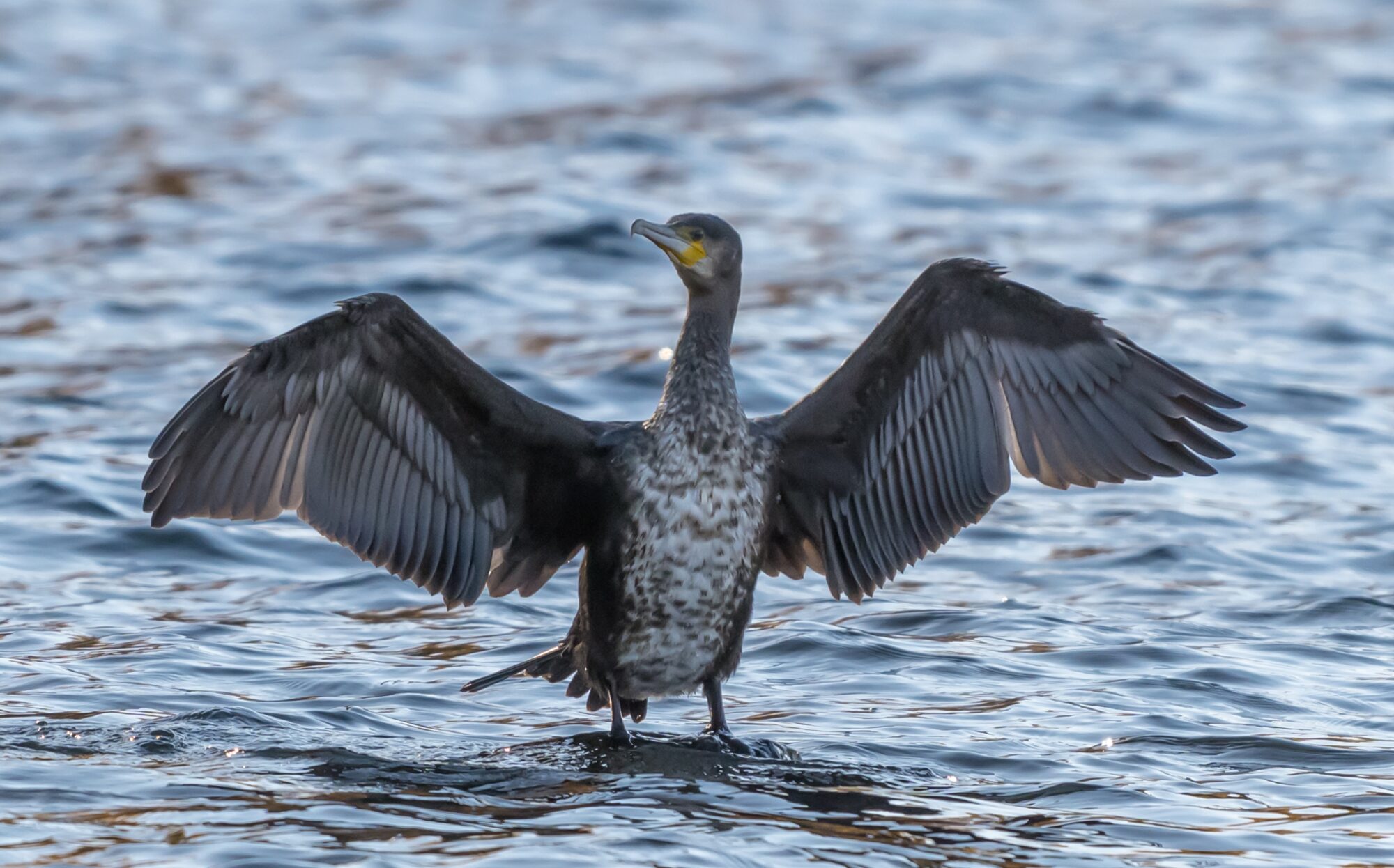 Valokuvaaja: Markku Saarinen