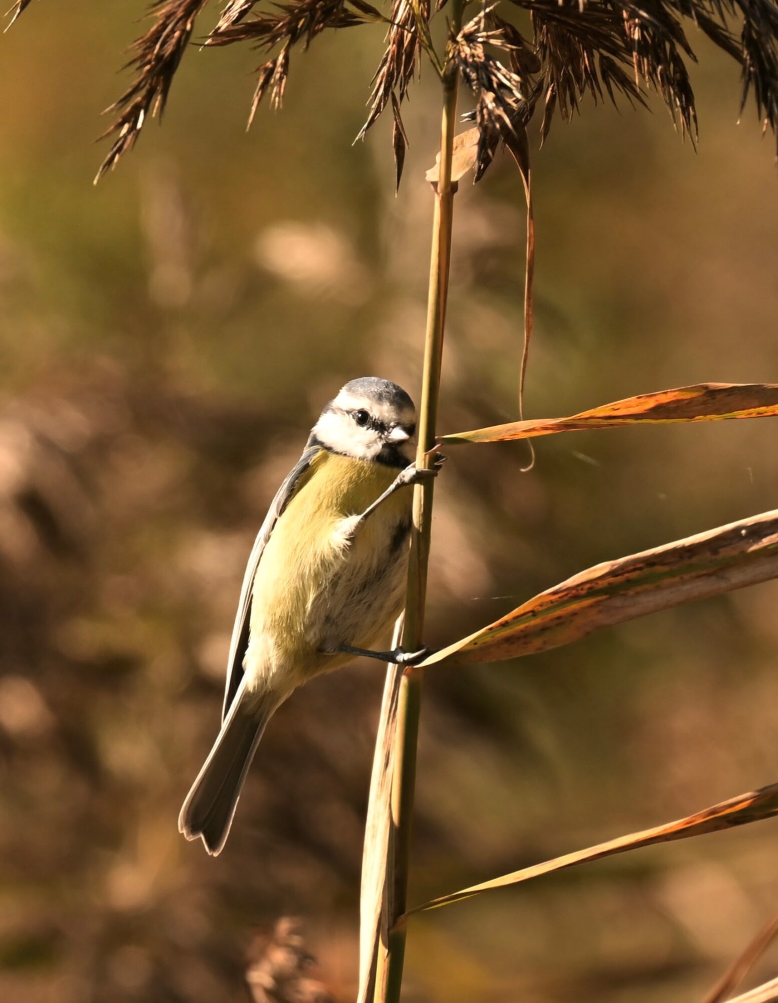 Valokuvaaja: Emilia Miettinen