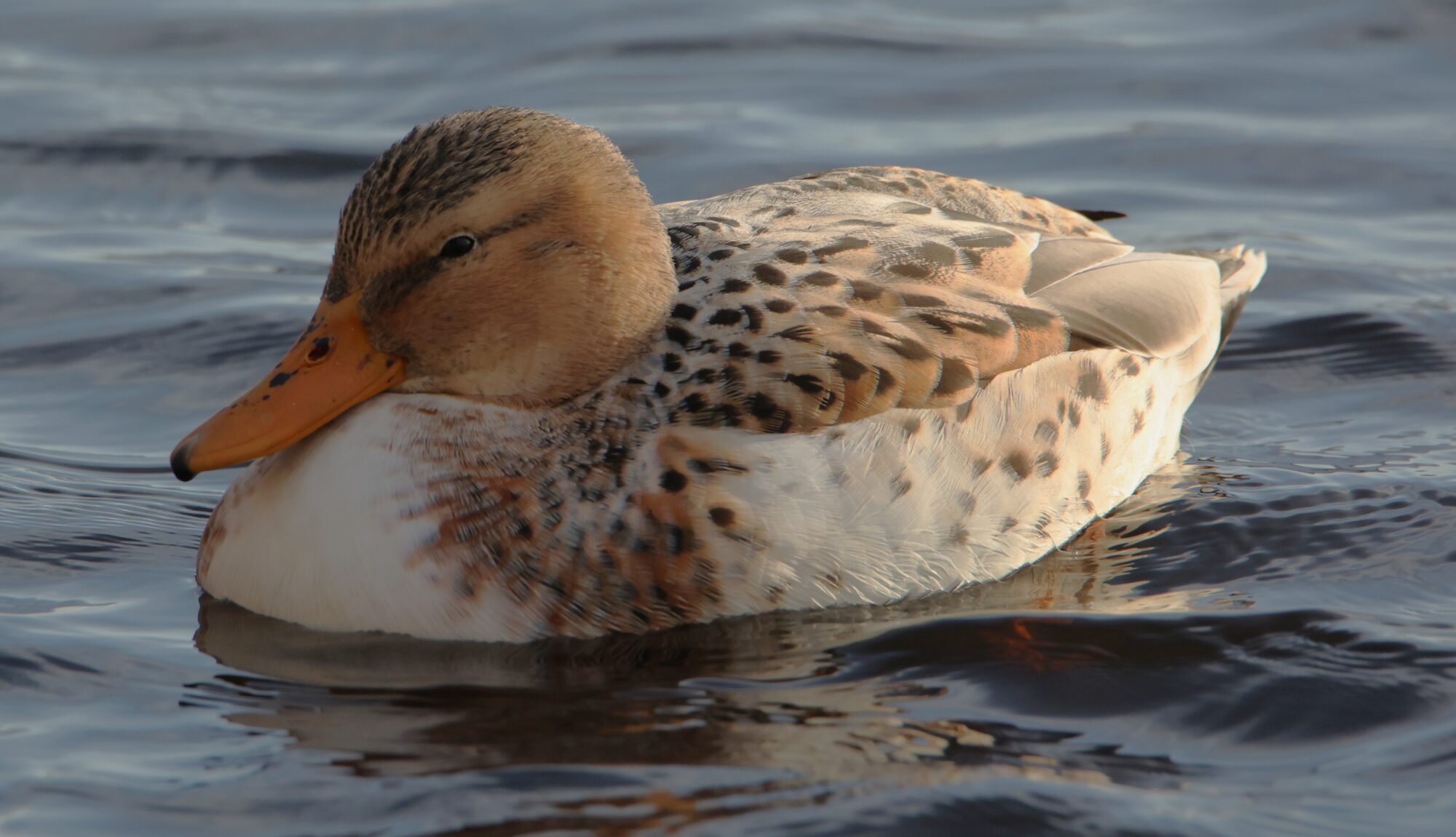 Valokuvaaja: Kaarina Heiskanen
