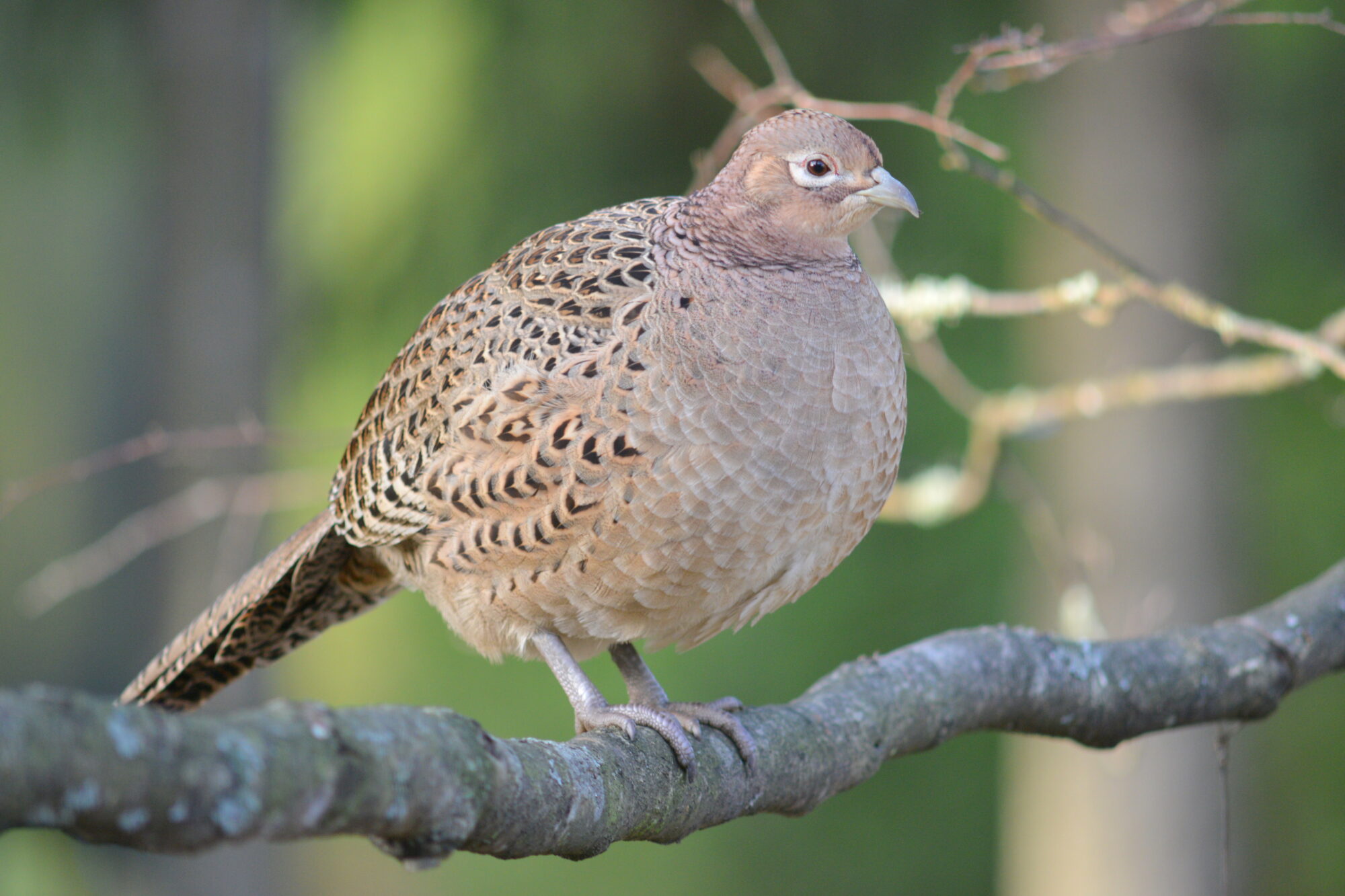 Valokuvaaja: Kaarlo Asikainen