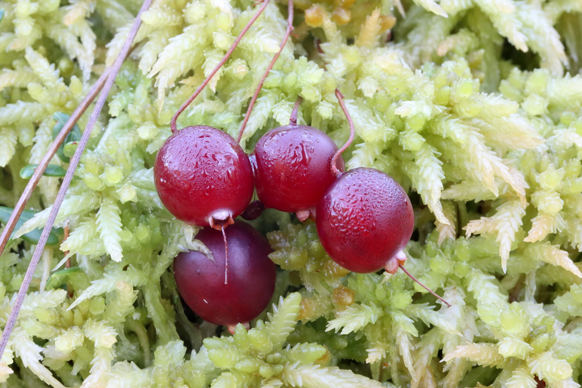 Valokuvaaja: Hannu Rasiranta