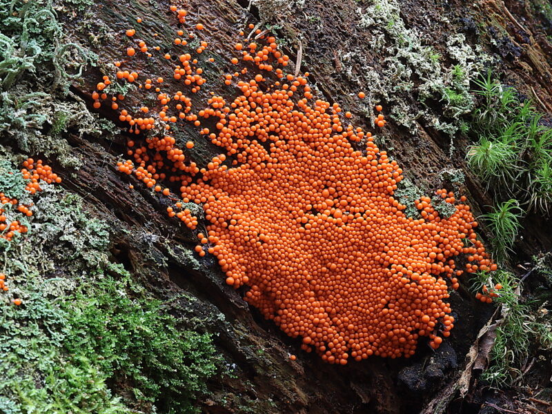 Valokuvaaja: Hannu Rasiranta