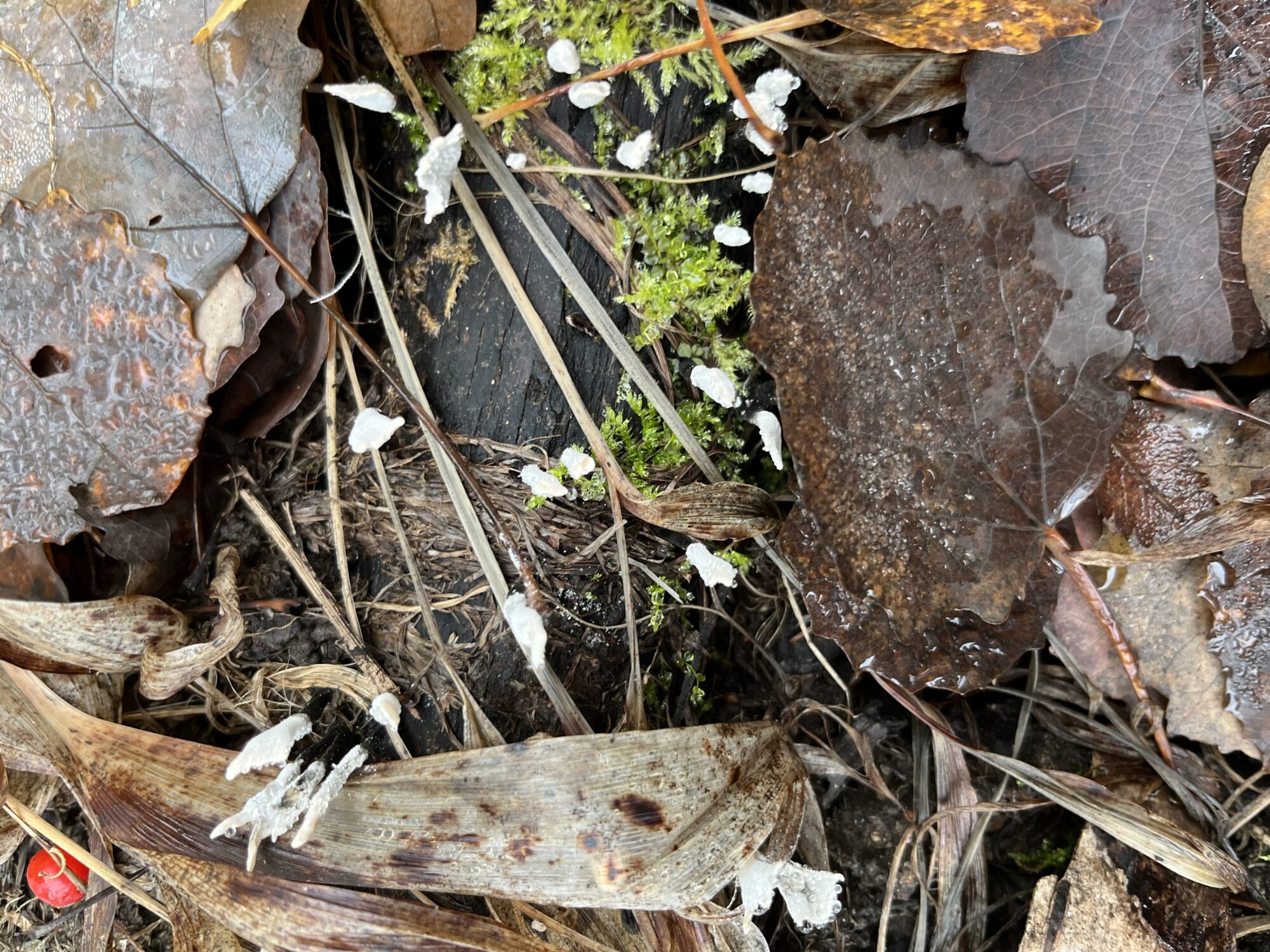 Valokuvaaja: Pirkko Väätäinen