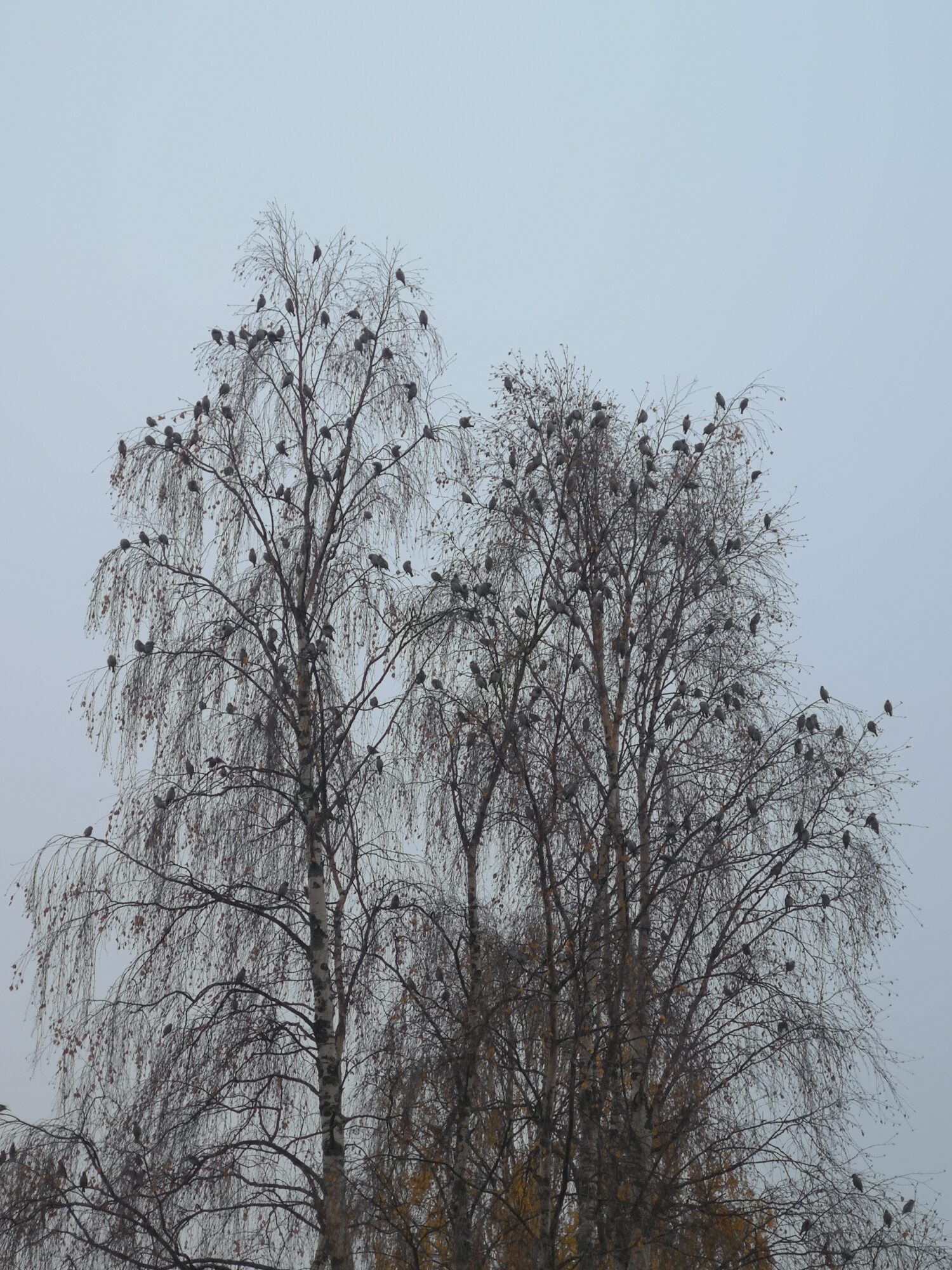 Valokuvaaja: Janita Sara Kristiina Kuntola