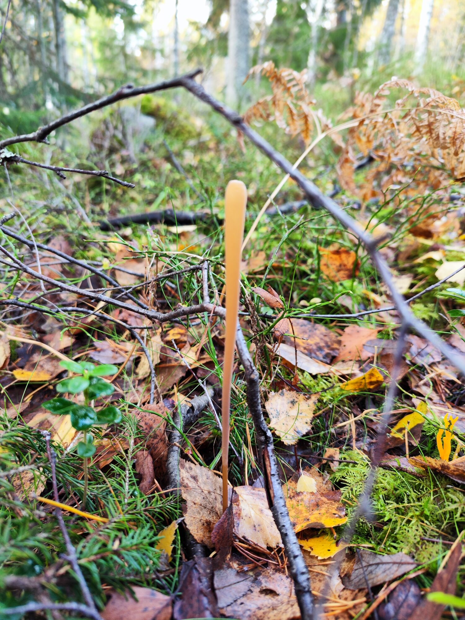 Valokuvaaja: Tealeena Suihkola