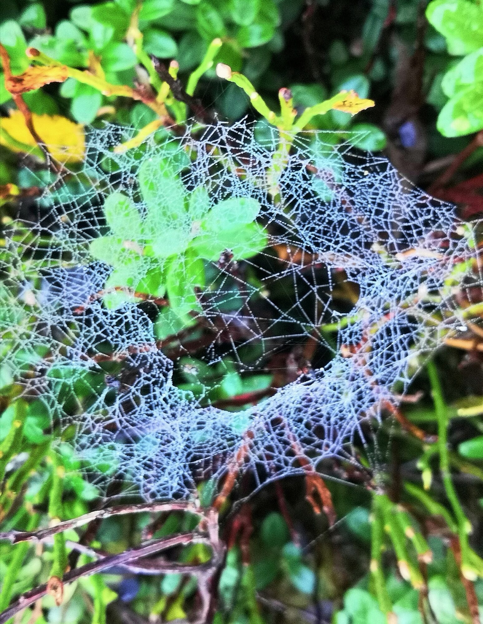 Valokuvaaja: Irma Lintulaskso