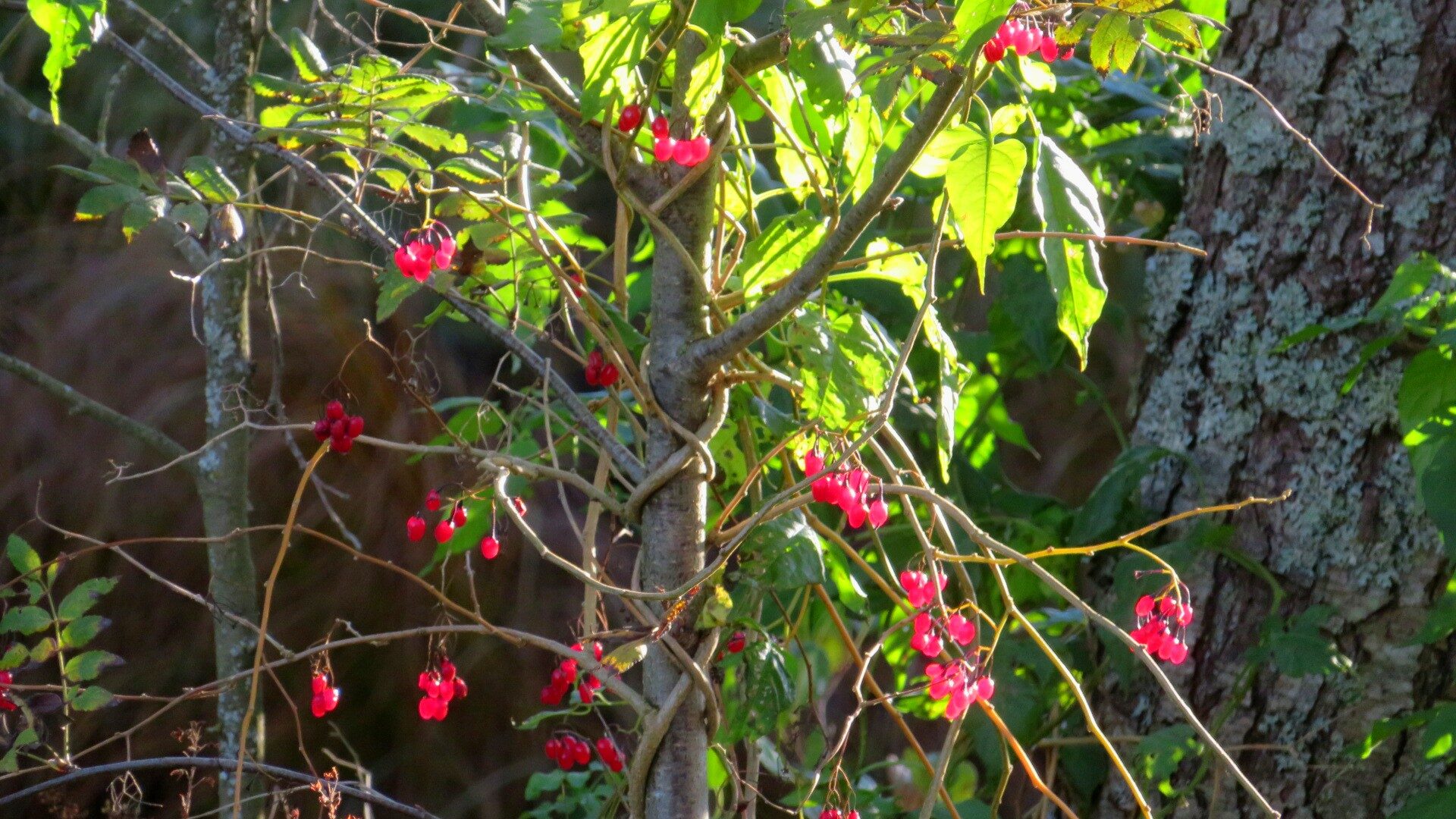 Valokuvaaja: Risto Kangassalo